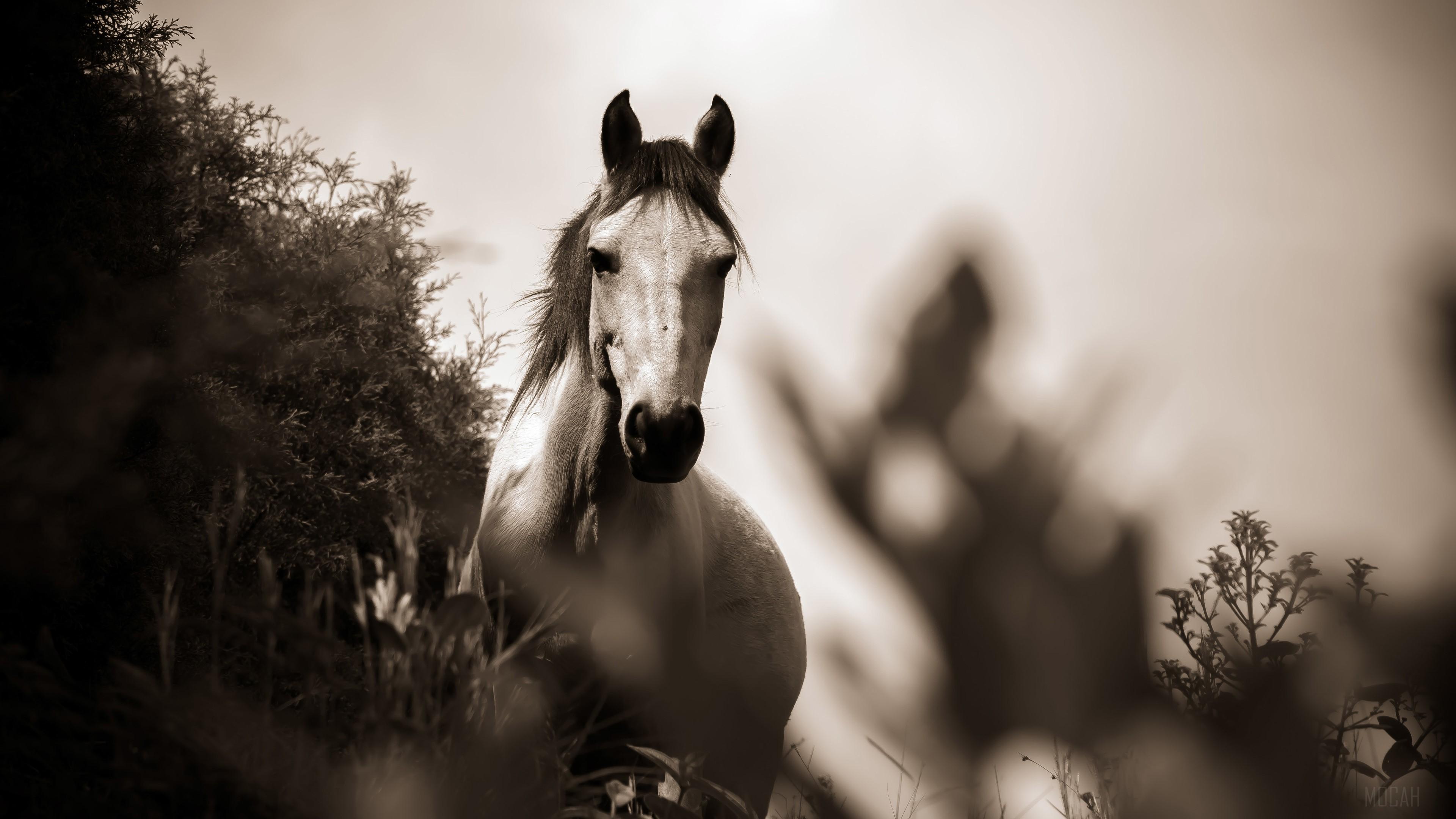 3840x2160 Horse Grayscale 4k Gallery HD Wallpaper