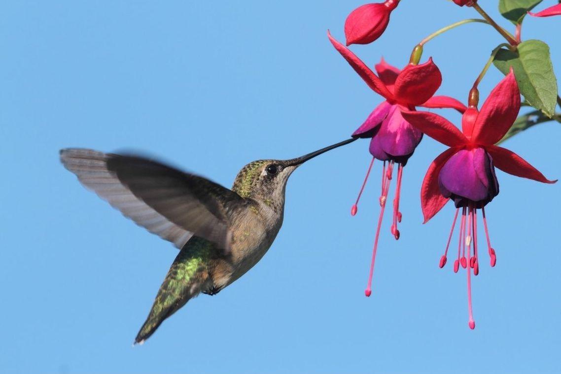 1138x760 Best Flowers to Attract Hummingbirds (w/ photo) Homestead and Chill