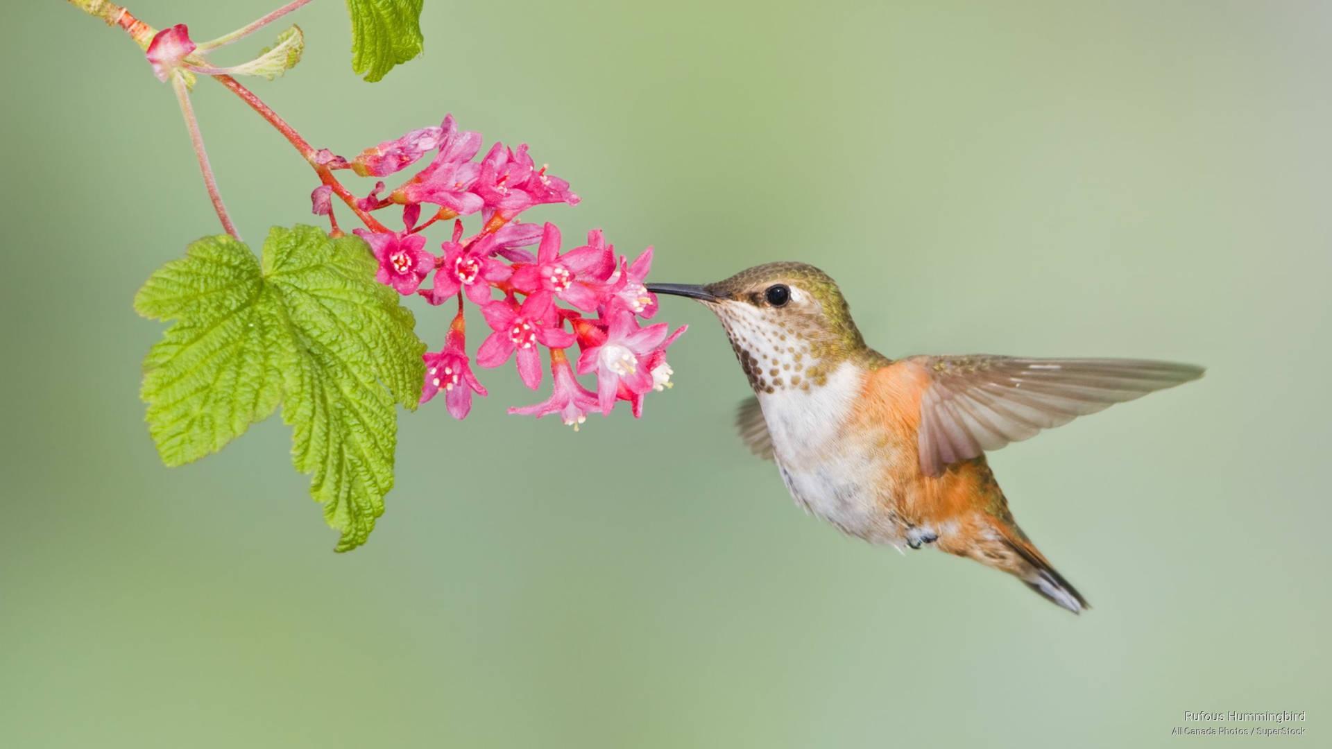 1920x1080 Download Hummingbird Feeding On Pink Flowers Wallpaper