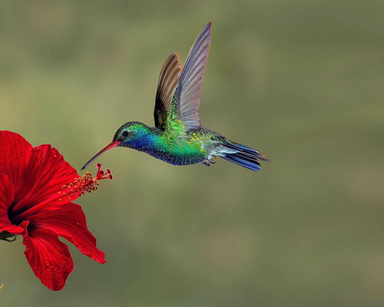 Hummingbirds and Flowers Wallpapers - Top Free Hummingbirds and Flowers ...