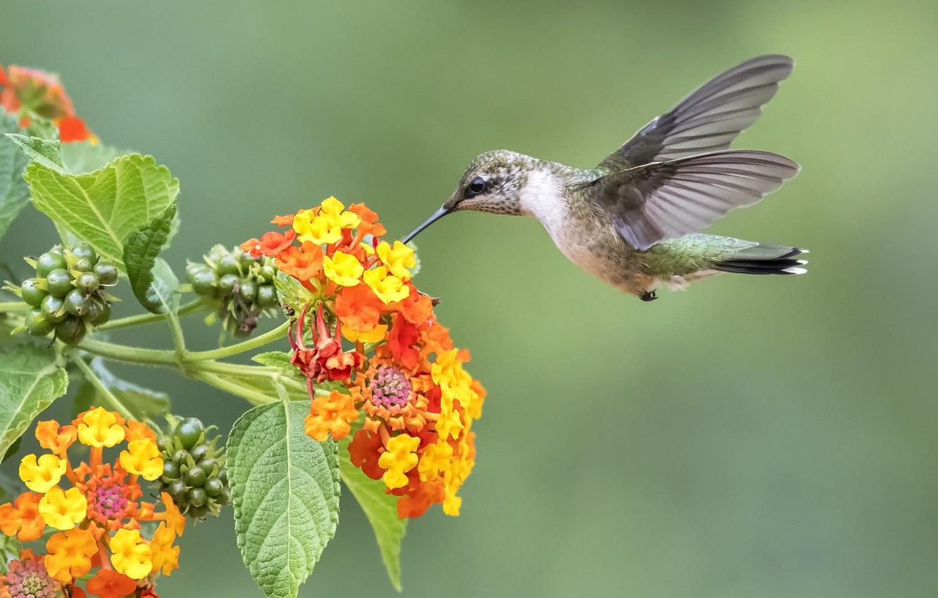 1332x850 Wallpaper bird, Hummingbird, flowers image for desktop, section животные