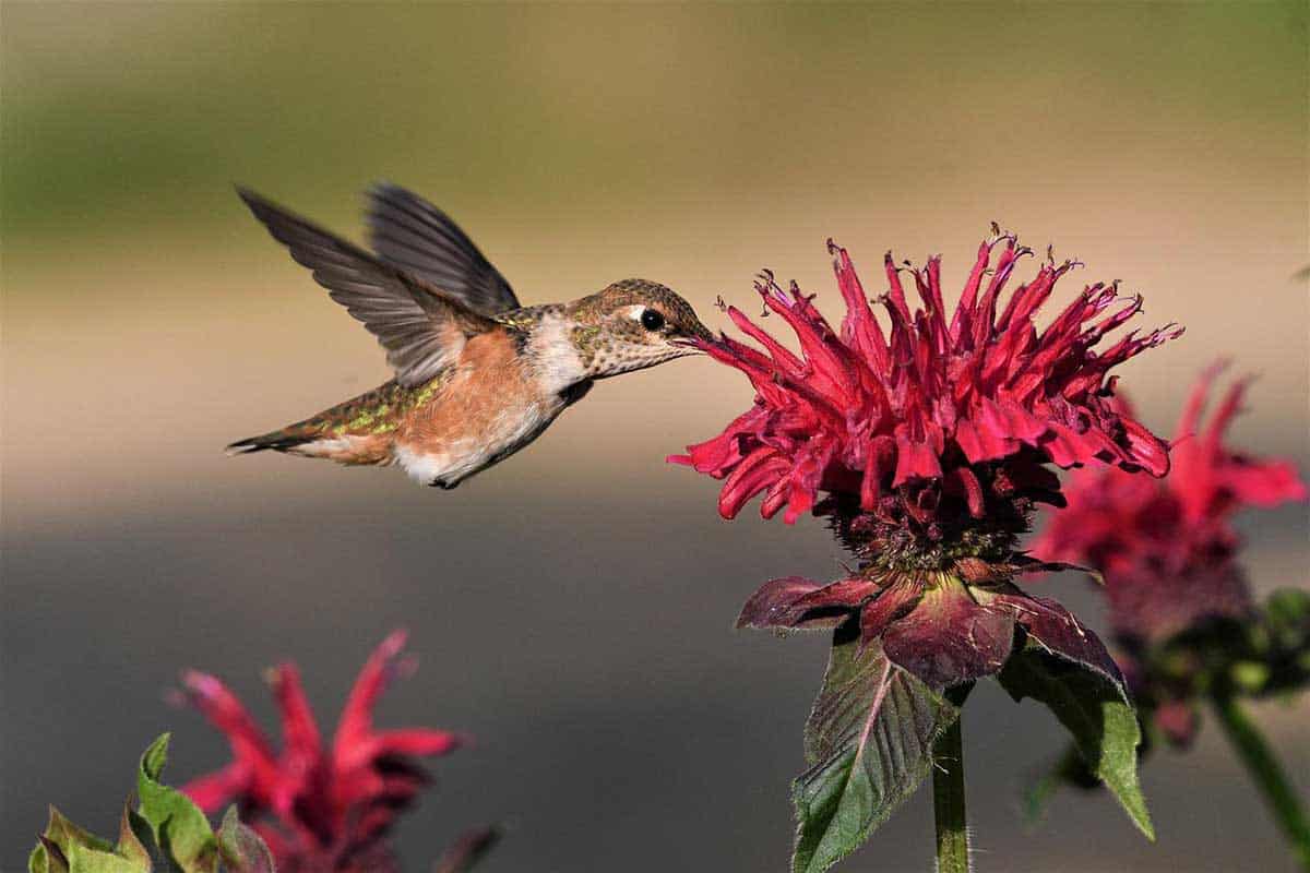 1200x800 Plants and Flowers That Attract Hummingbirds Feeder Hub