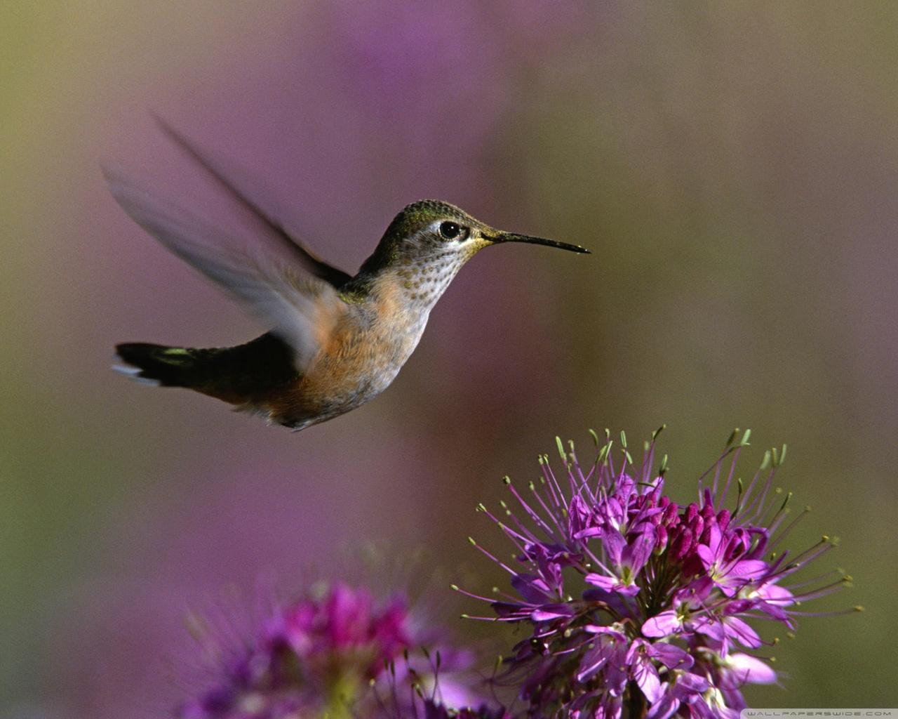 1280x1024 Hummingbird Ultra HD Desktop Background Wallpaper for 4K UHD TV : Widescreen & UltraWide Desktop & Laptop