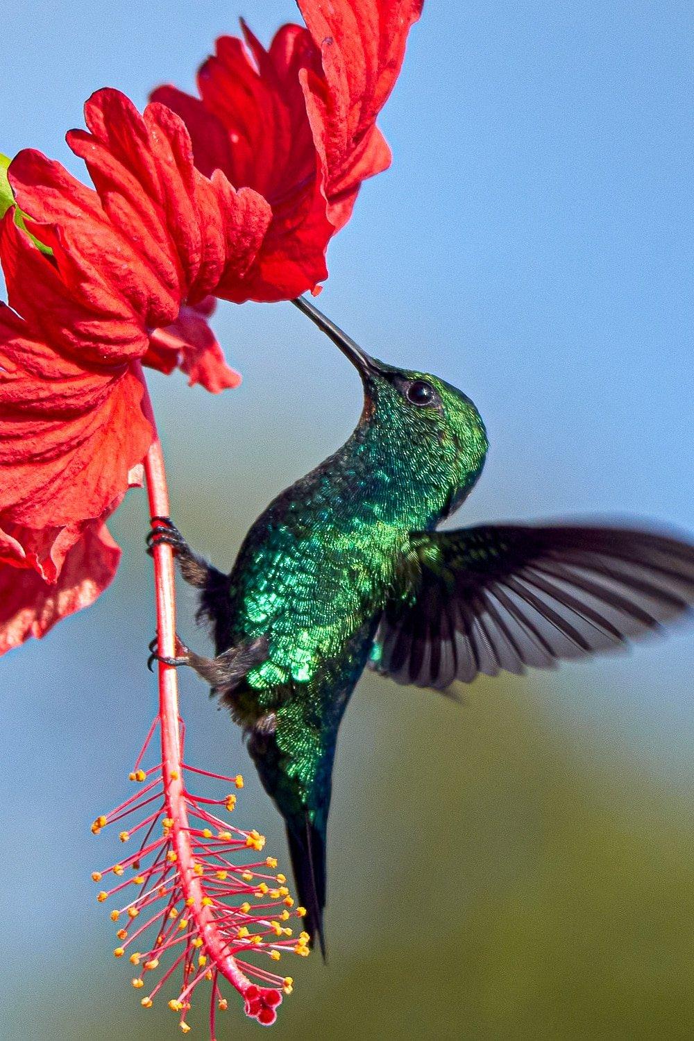 Hummingbirds and Flowers Wallpapers Top Free Hummingbirds and Flowers