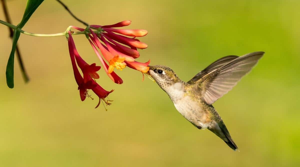 1200x667 Best Flowers to Attract Hummingbirds To Your Garden