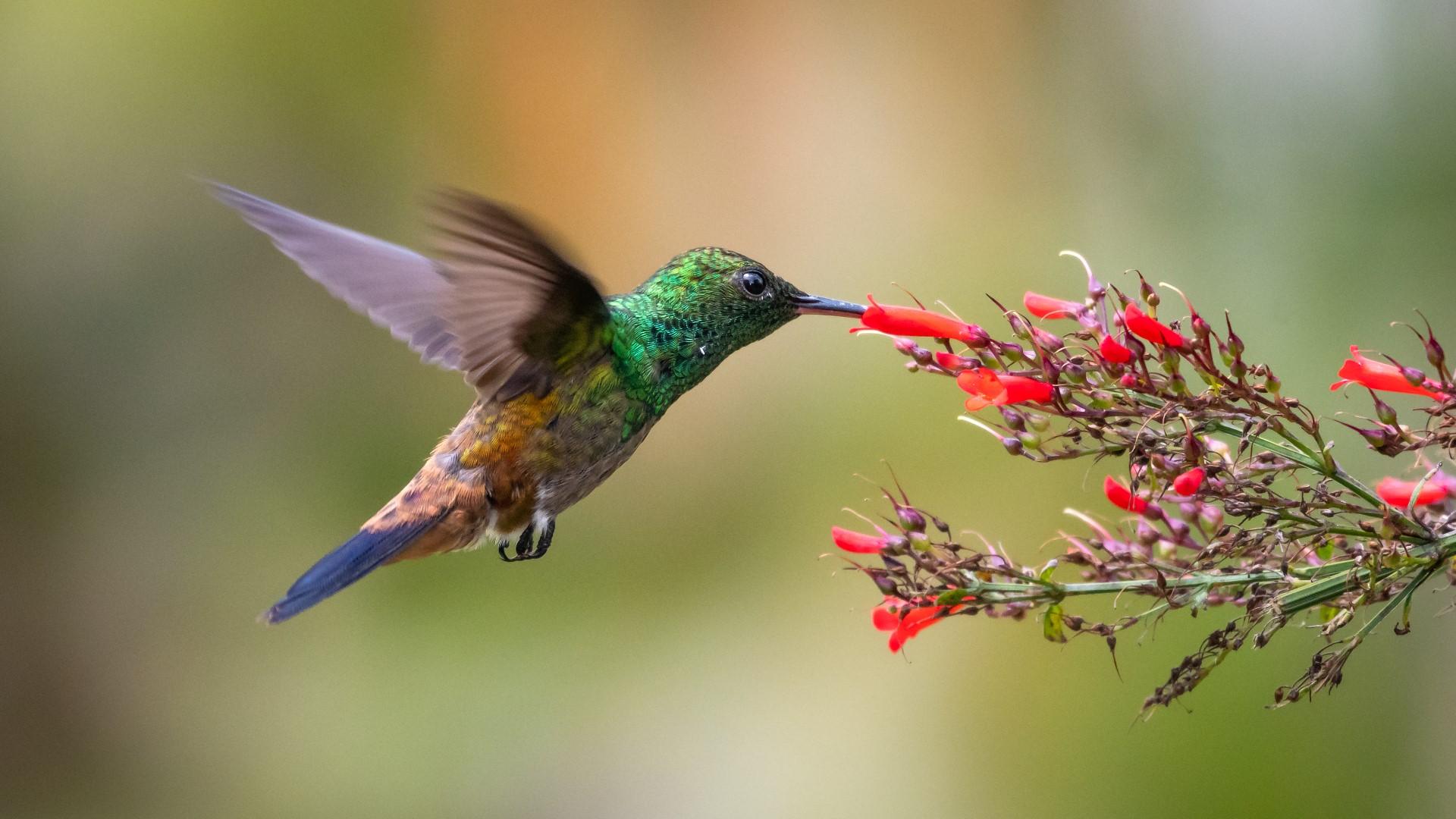 1920x1080 Bring all the hummingbirds to your yard with these plants