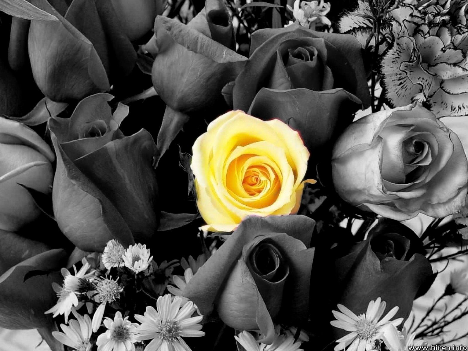 1600x1200 Free download Blogs Photography Flowers Black and white with Color Picture [1600x1200] for your Desktop, Mobile & Tablet. Explore Black And White Roses Wallpaper. White And Black Wallpaper, Black