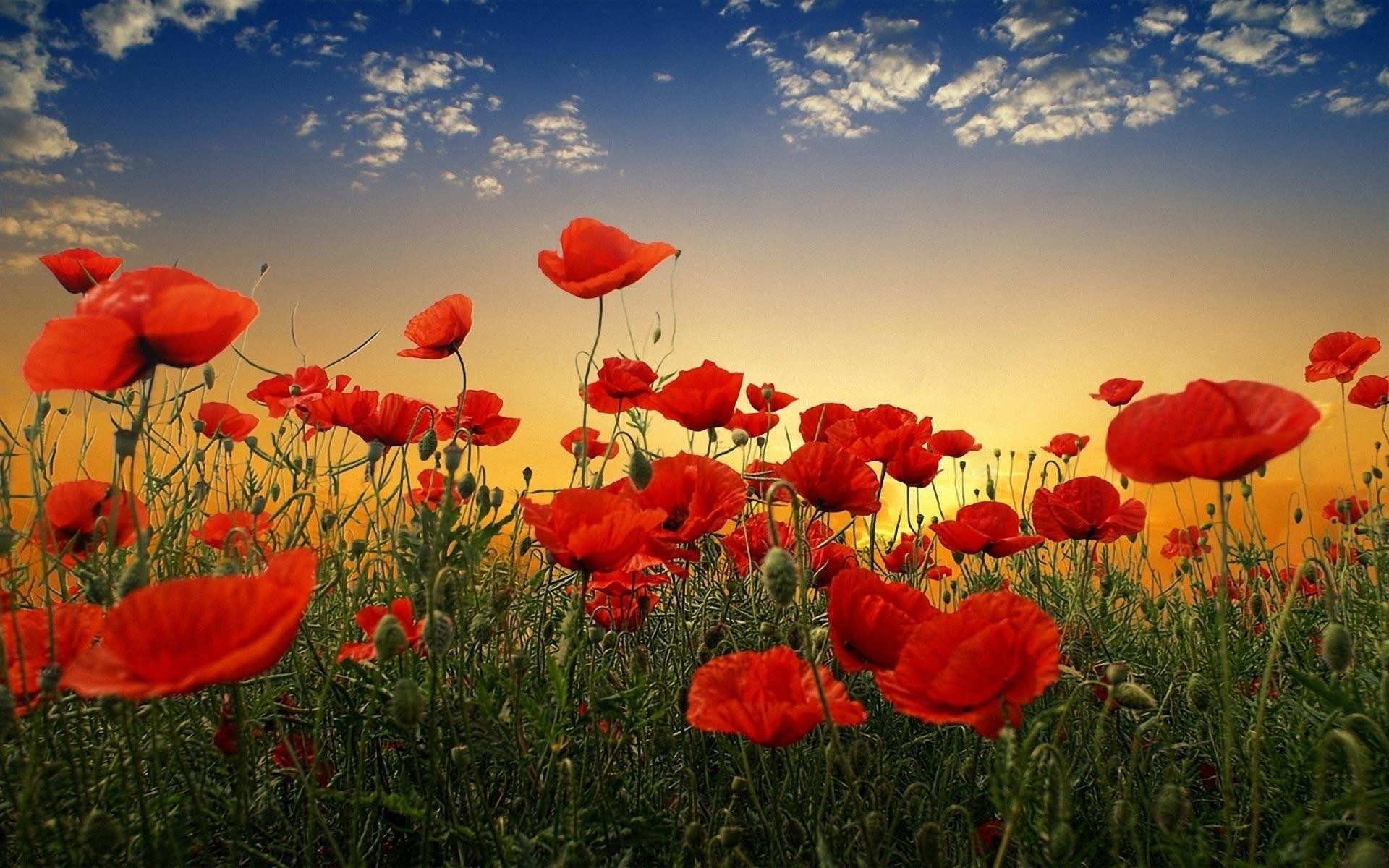 1920x1200 Poppy Flower Wallpaper