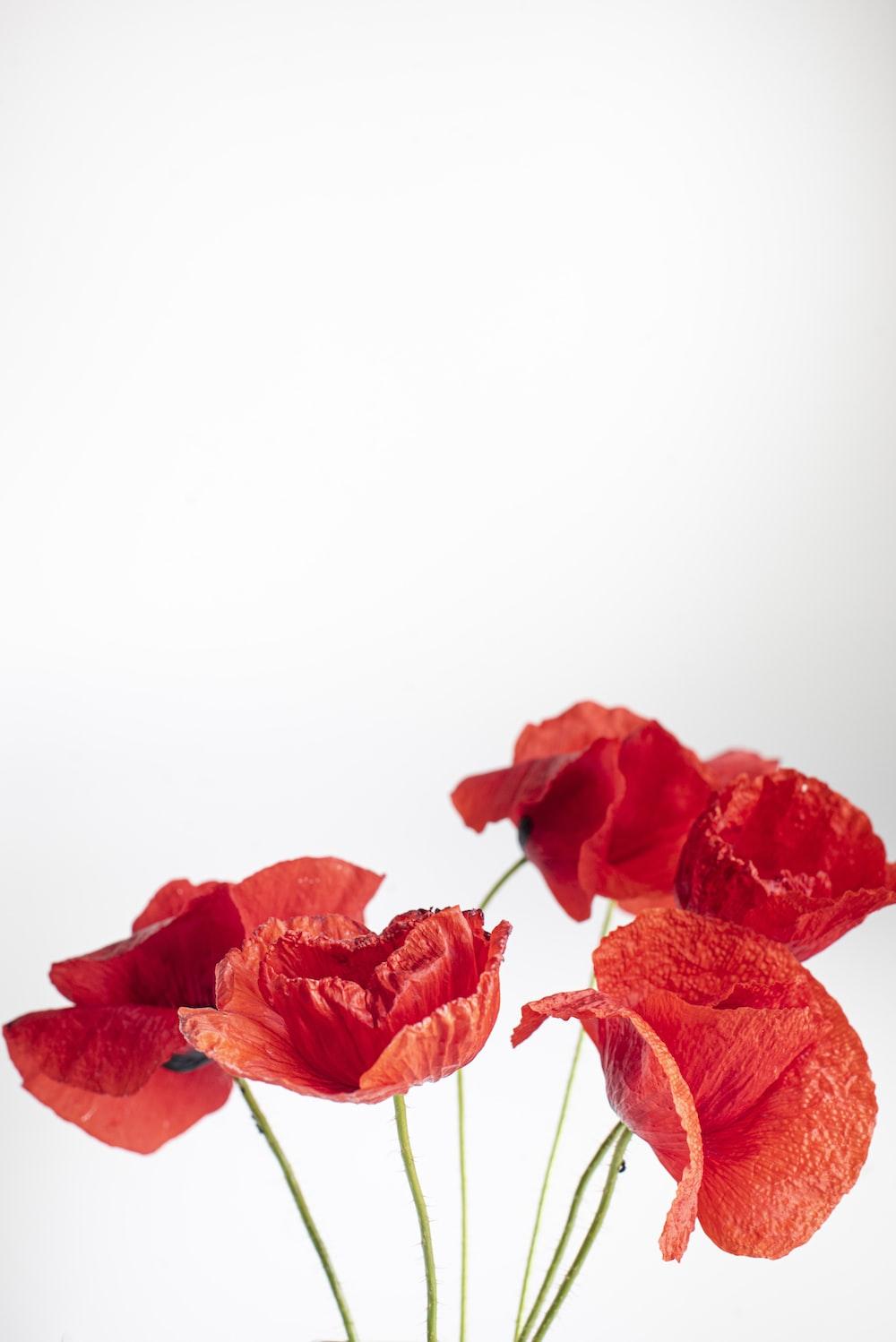 1000x1498 Poppy Picture [HD]. Download Free Image