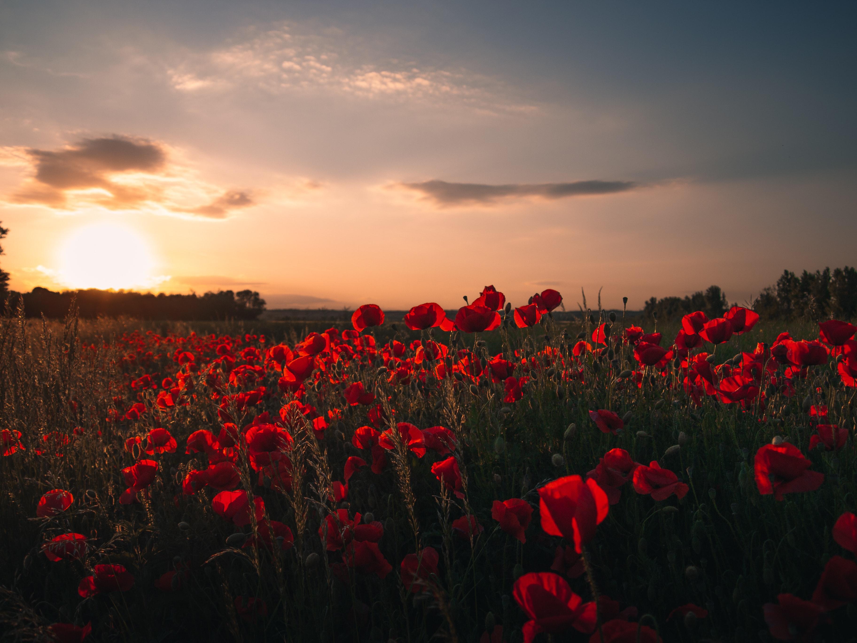 3648x2736 Poppy 4K wallpaper for your desktop or mobile screen free and easy to download