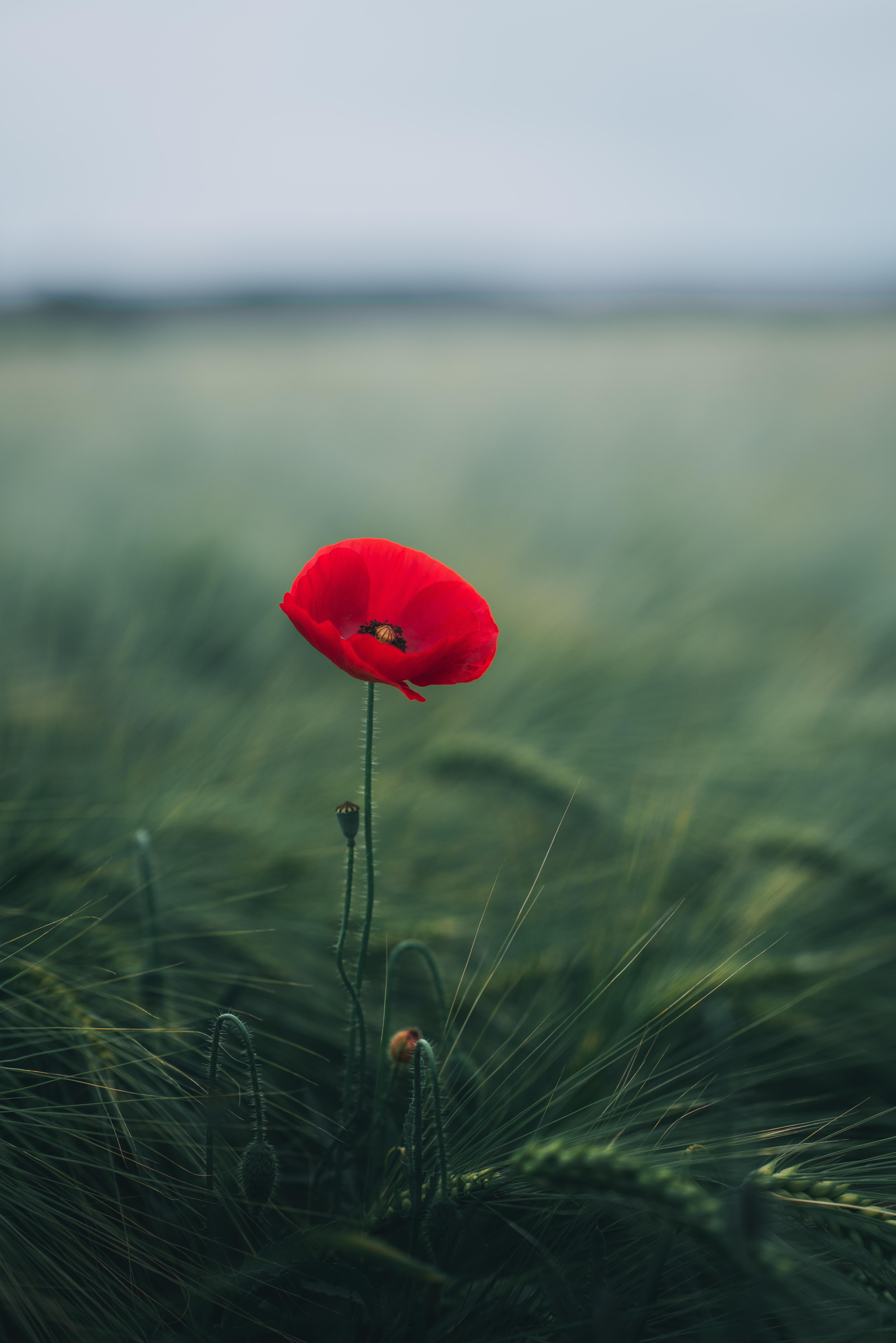 5304x7952 Download Poppy wallpaper for mobile phone, free Poppy HD picture