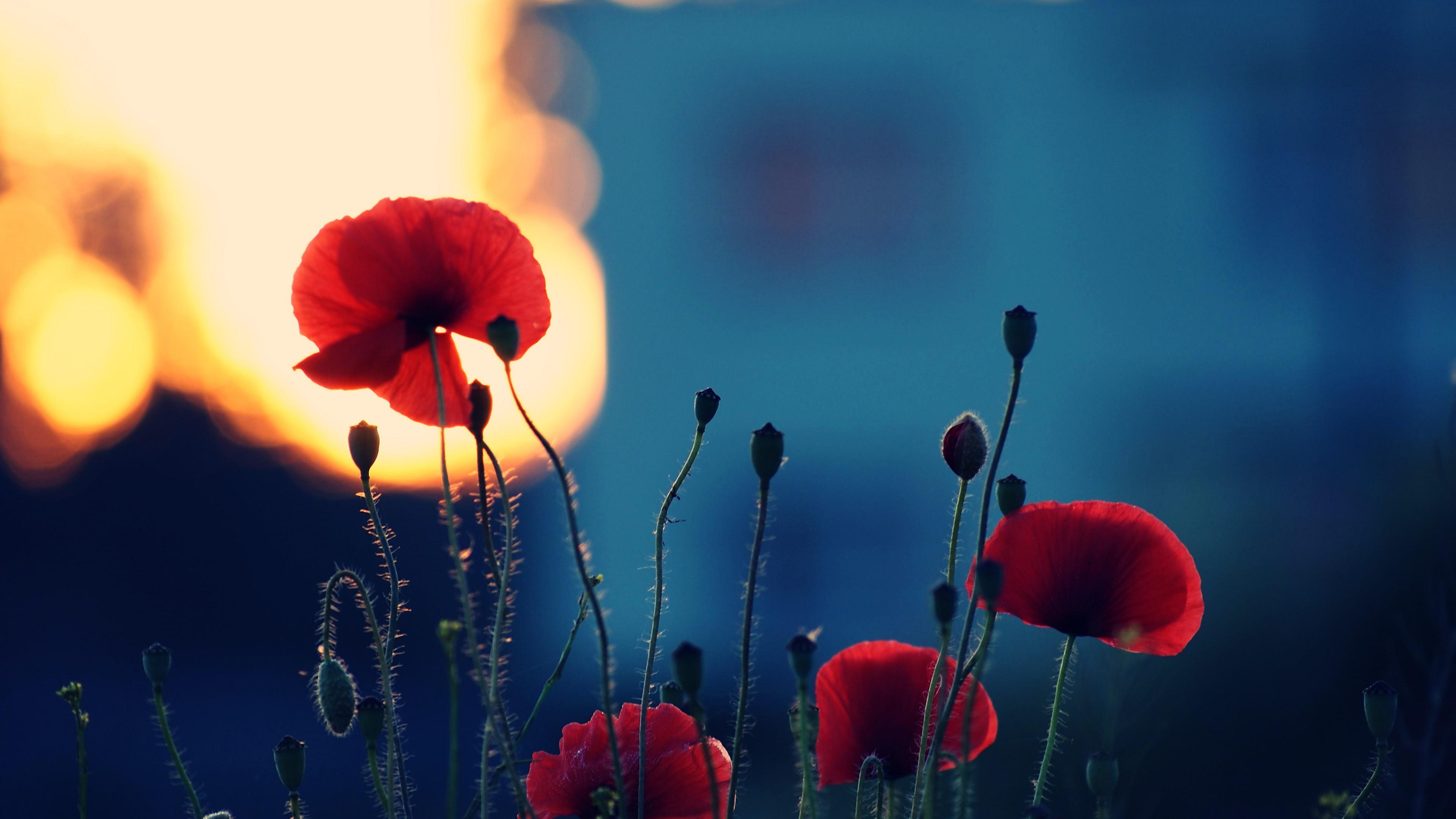 3840x2160 Wallpaper Poppy, 5k, 4k wallpaper, flowers, fiels, Nature
