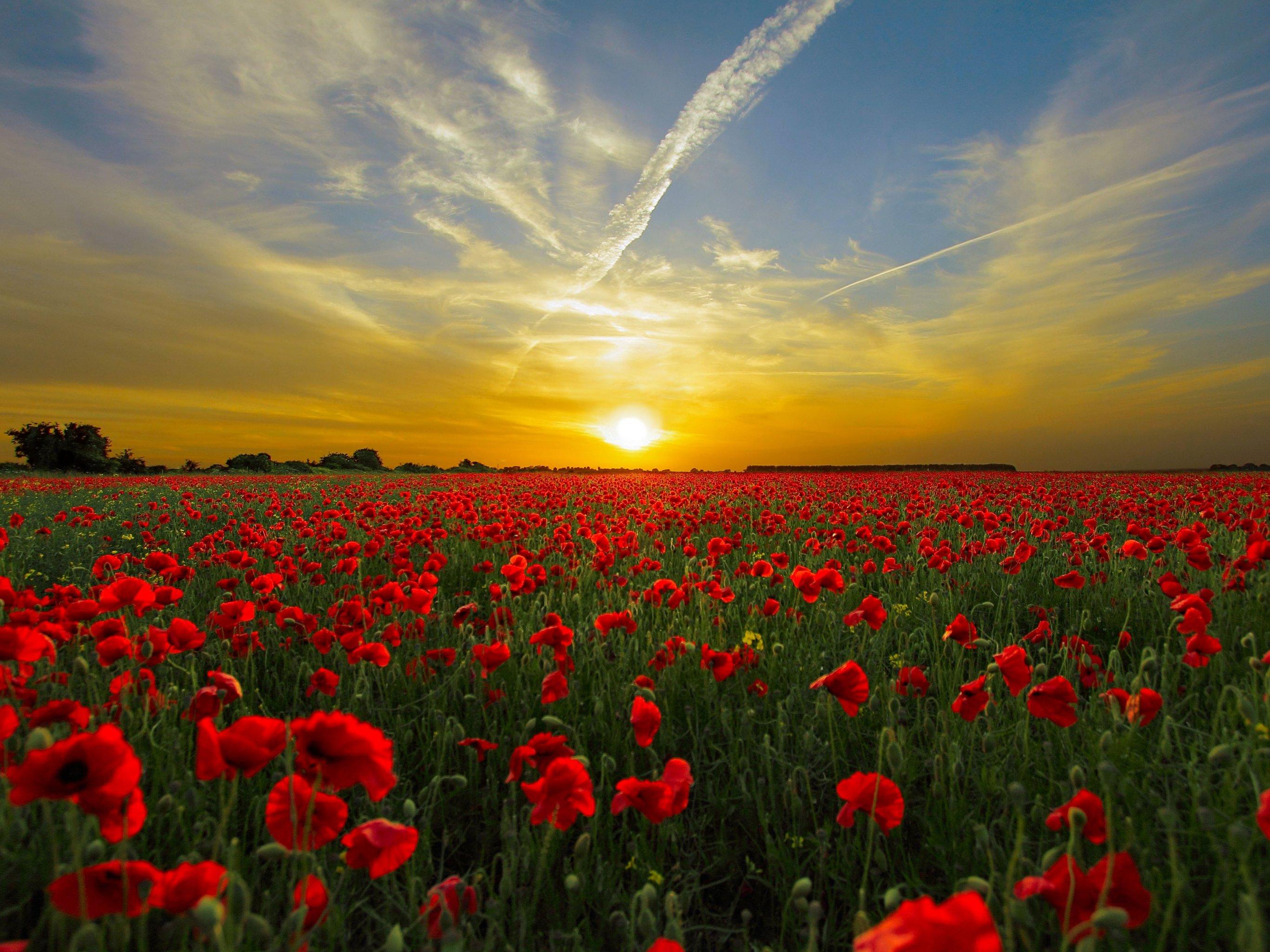 2732x2048 Red Poppy FIeld Wallpaper, Android & Desktop Background