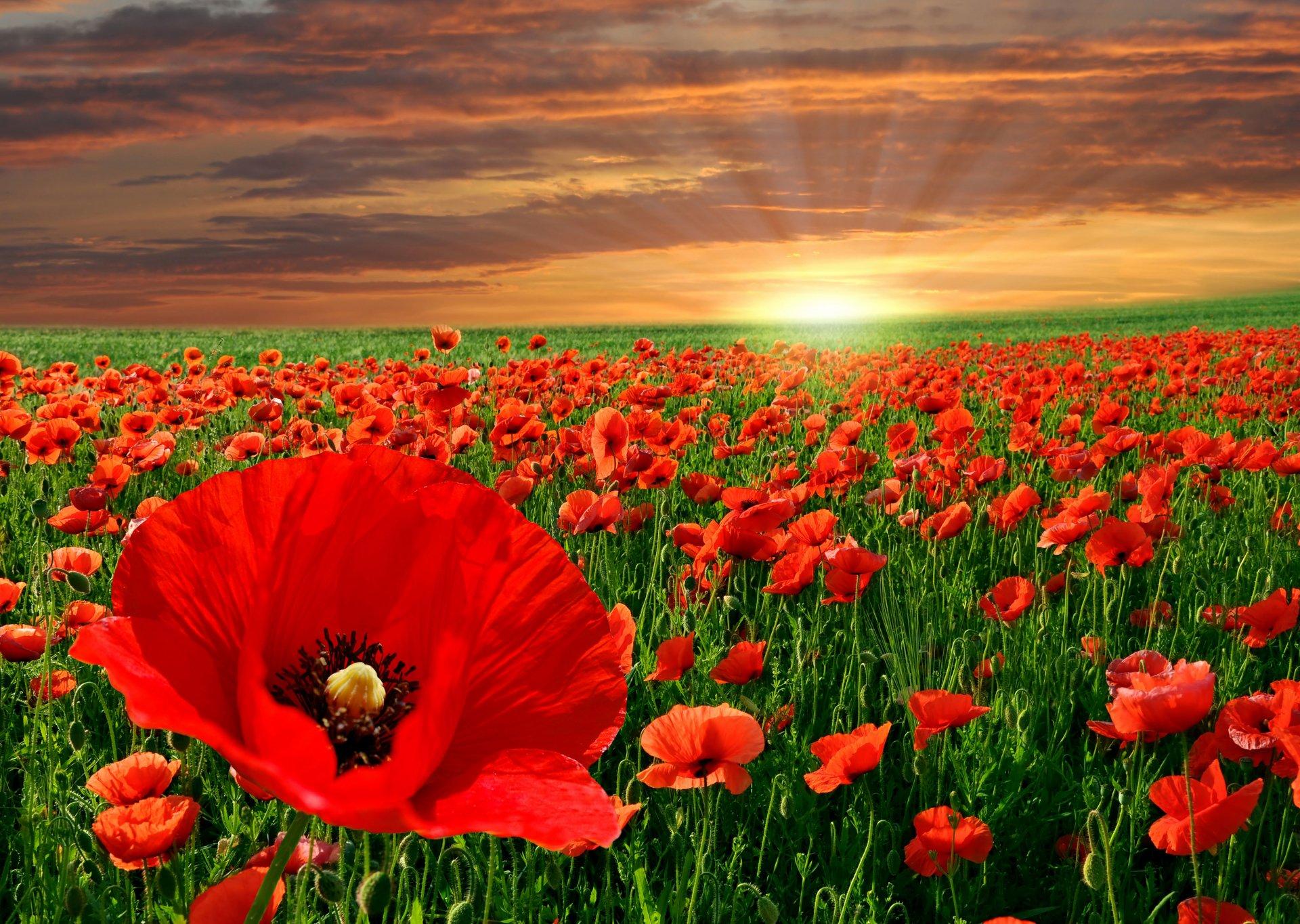 1920x1364 Poppy HD Wallpaper and Background