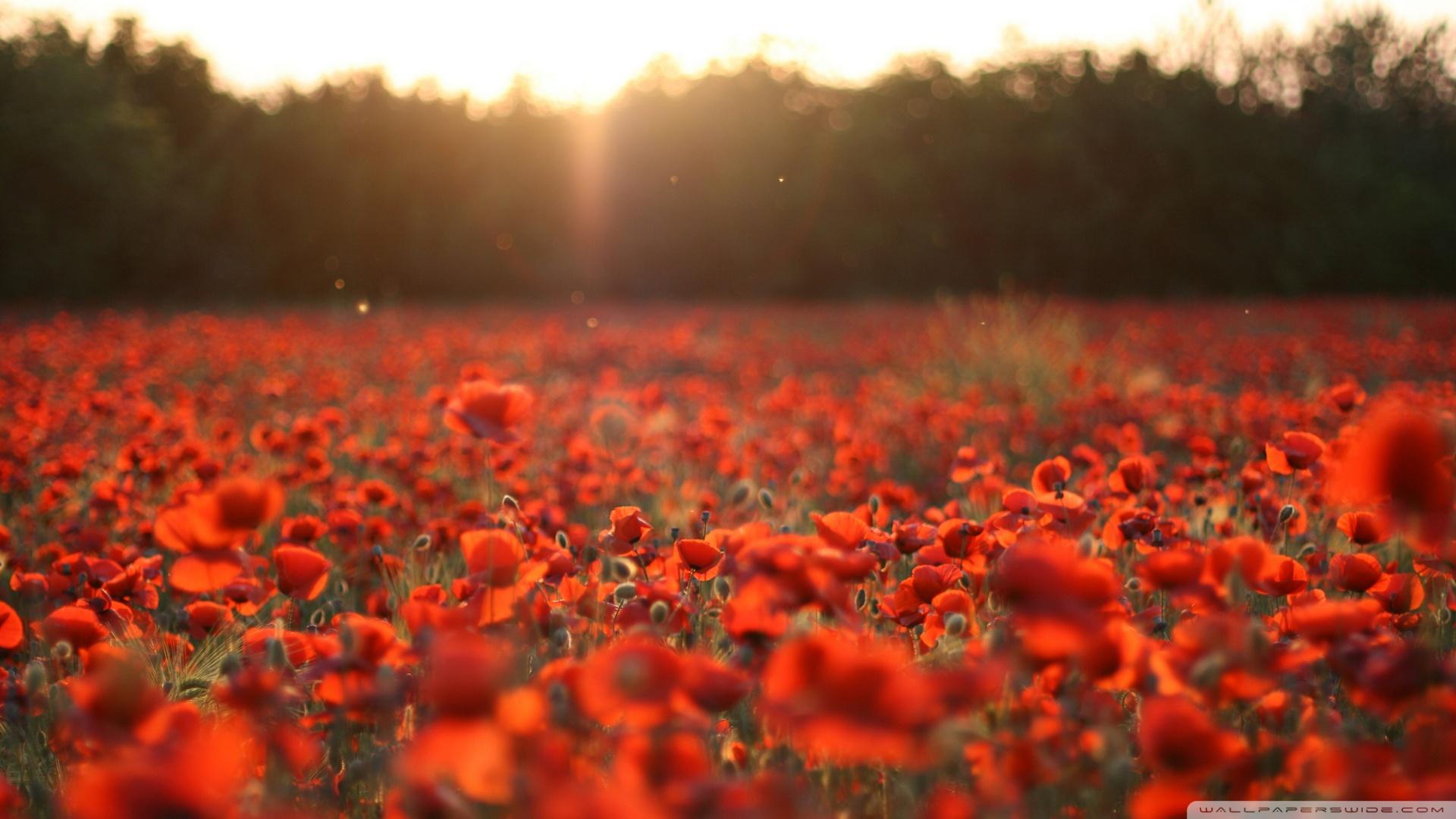 1920x1080 Poppy Wallpaper