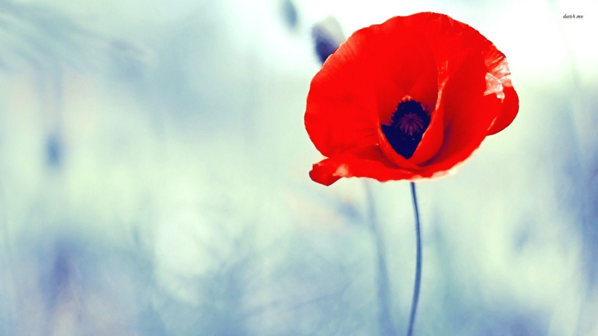 1920x1080 Poppy Flower Wallpaper