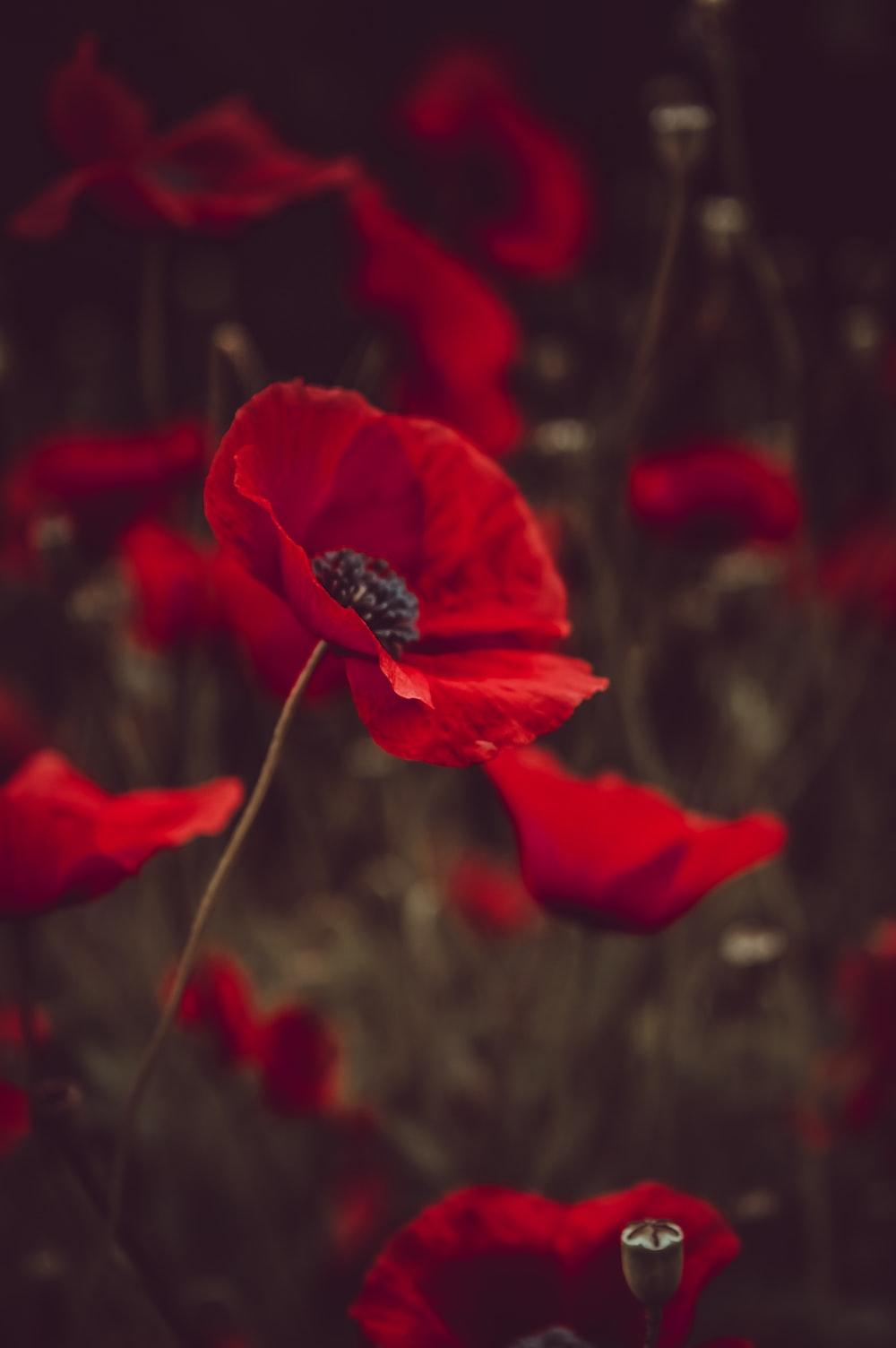 1000x1504 Poppy Picture [HD]. Download Free Image