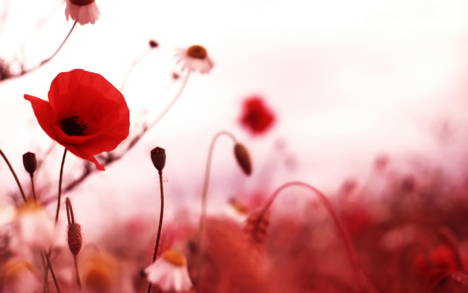 1920x1200 HD Poppy Wallpaper