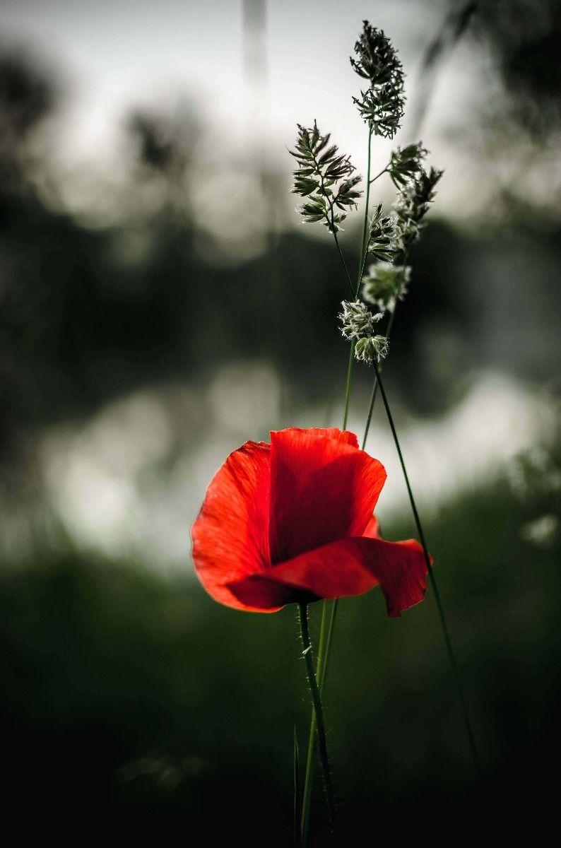 794x1200 Red poppy with grass