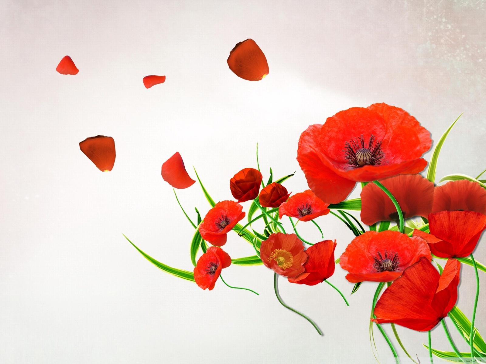 1600x1200 Desktop Poppies Ultra HD Desktop Background Wallpaper for 4K UHD TV : Tablet