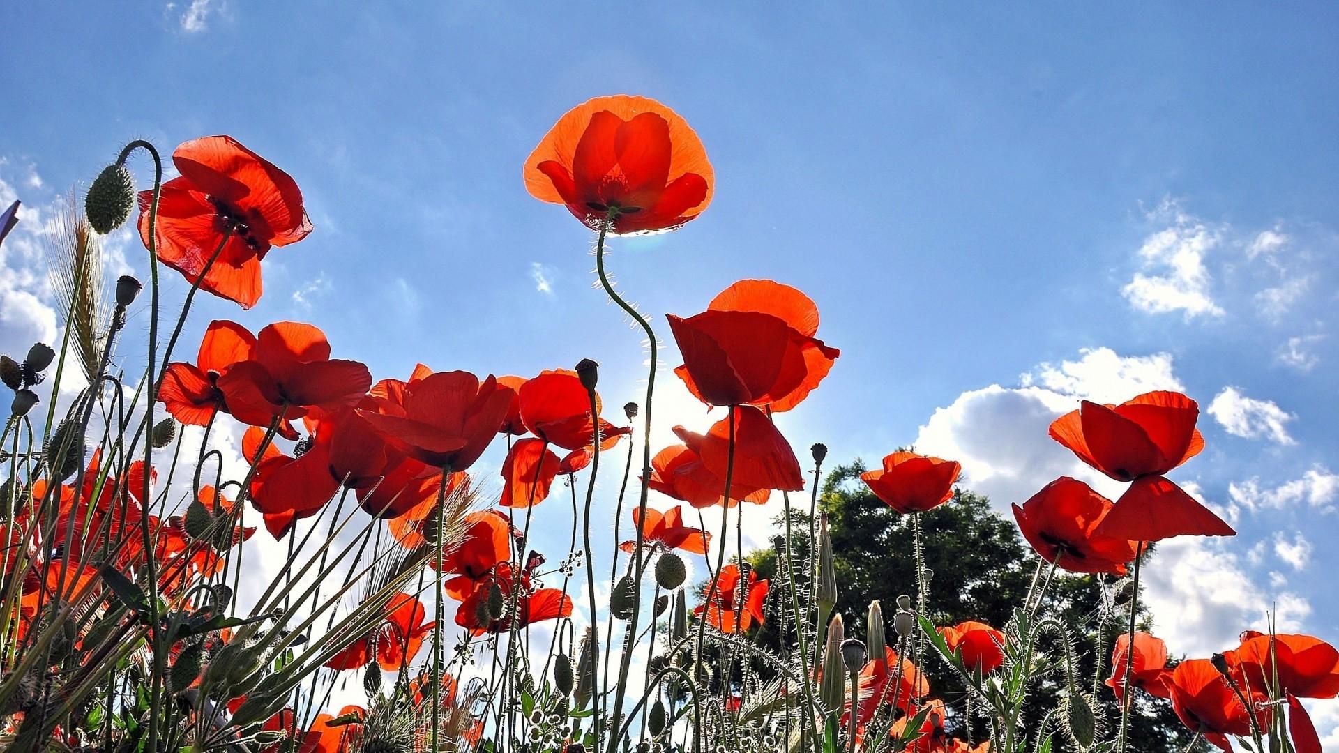 1920x1080 Field of Poppies