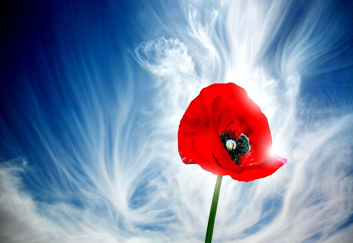 1200x825 Poppy, Red, Flowers background. Best Free photo