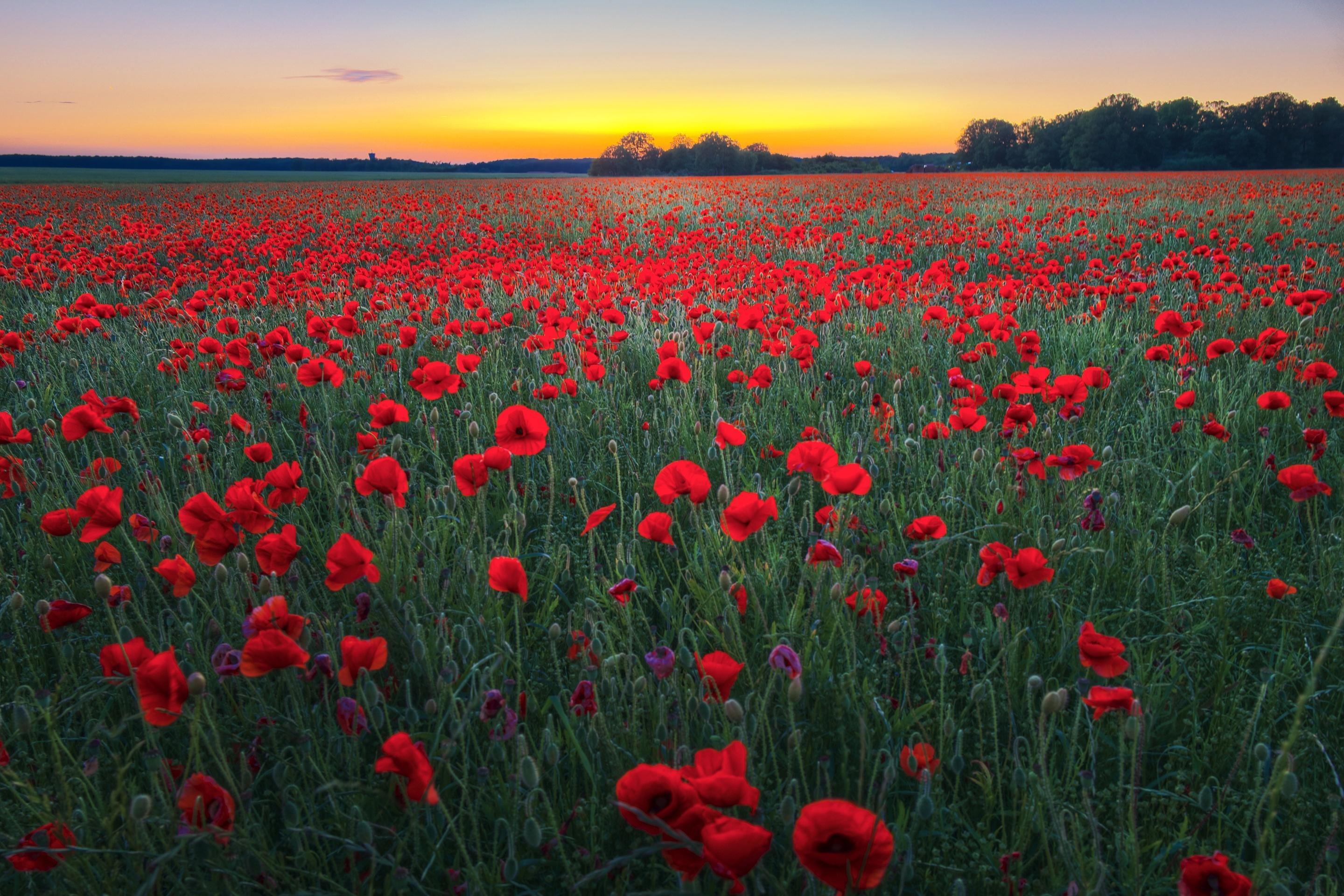 2880x1920 Poppy HD, Red Flower Gallery HD Wallpaper