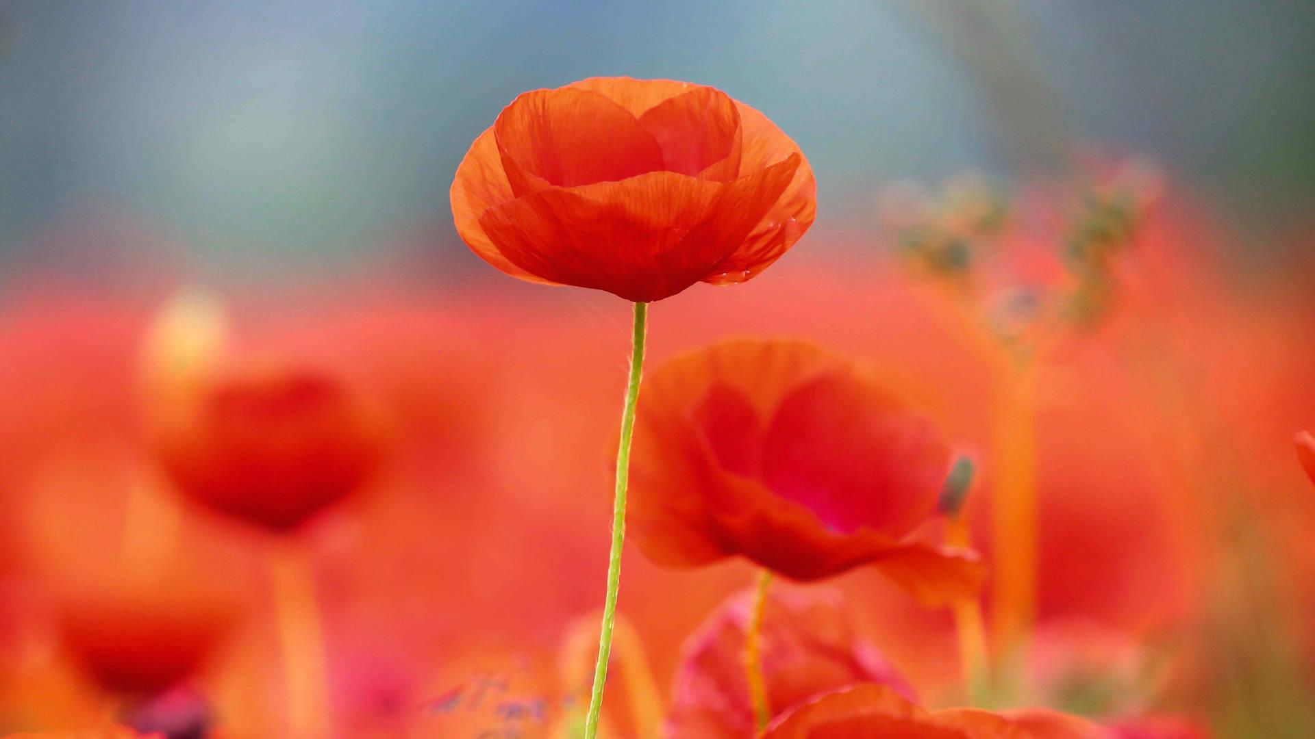 1920x1080 Free Poppy Wallpaper Downloads, Poppy Wallpaper for FREE