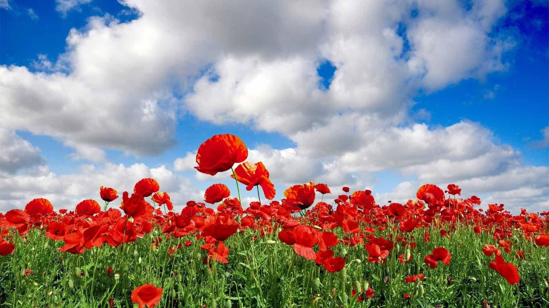 1920x1080 Poppy Wallpaper