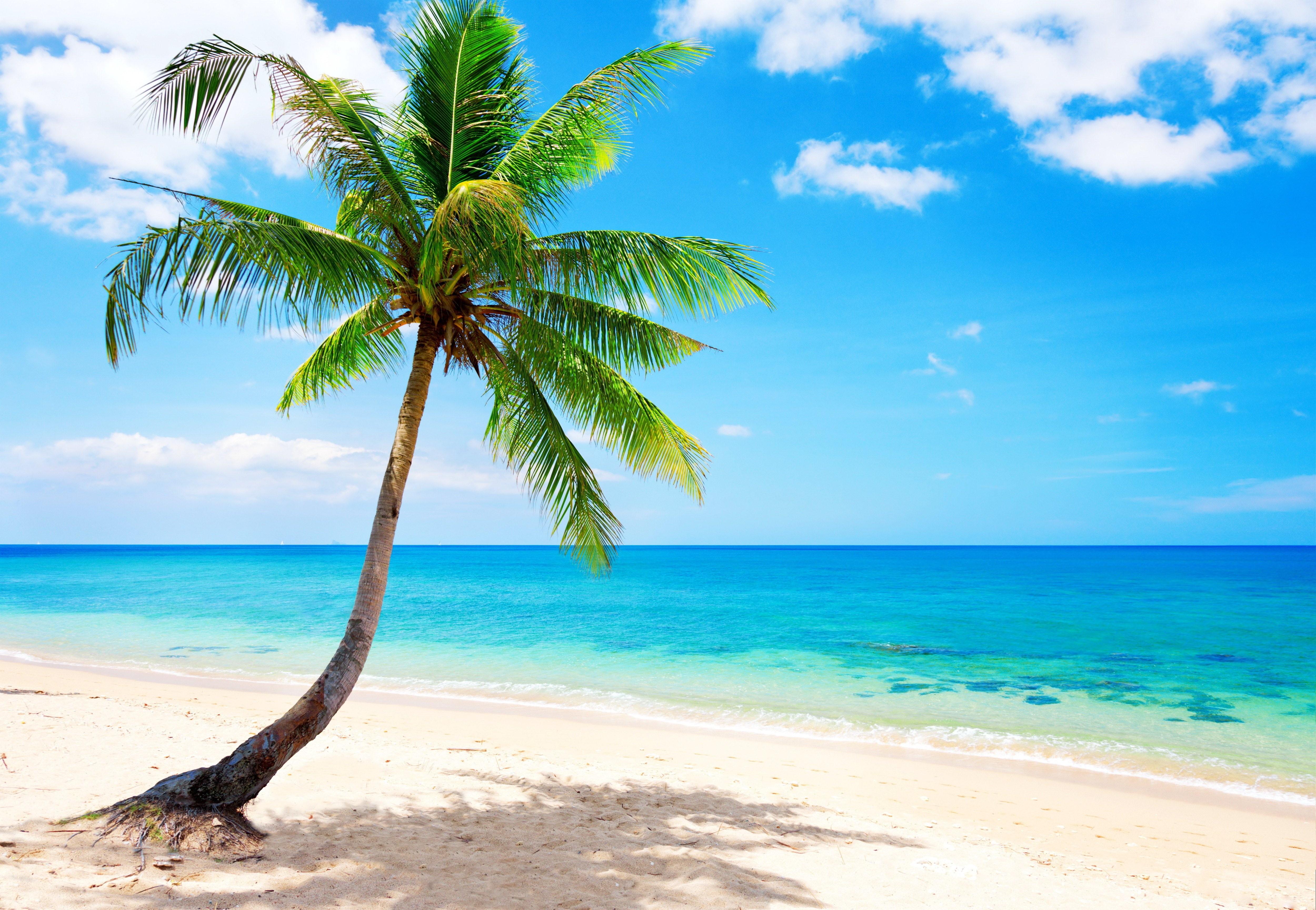 5000x3456 Wallpaper / sea, Beach, paradise, ocean, palm, coast, Blue, tropical, 4K, emerald free download