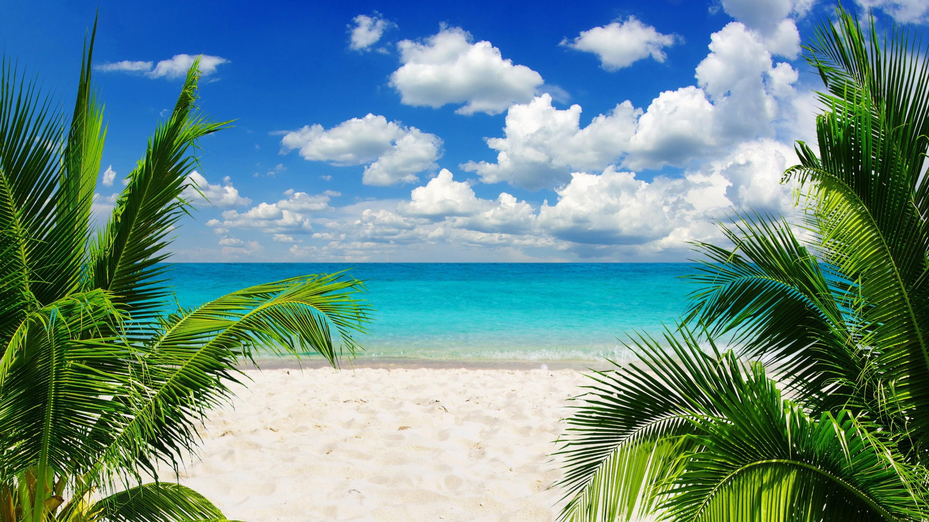 3200x1800 Wallpaper / summer, vacation, 2K, palm, sand, beach, blue, Sea, Ocean, sky, emerald, sunshine, coast, tropical, paradise free download