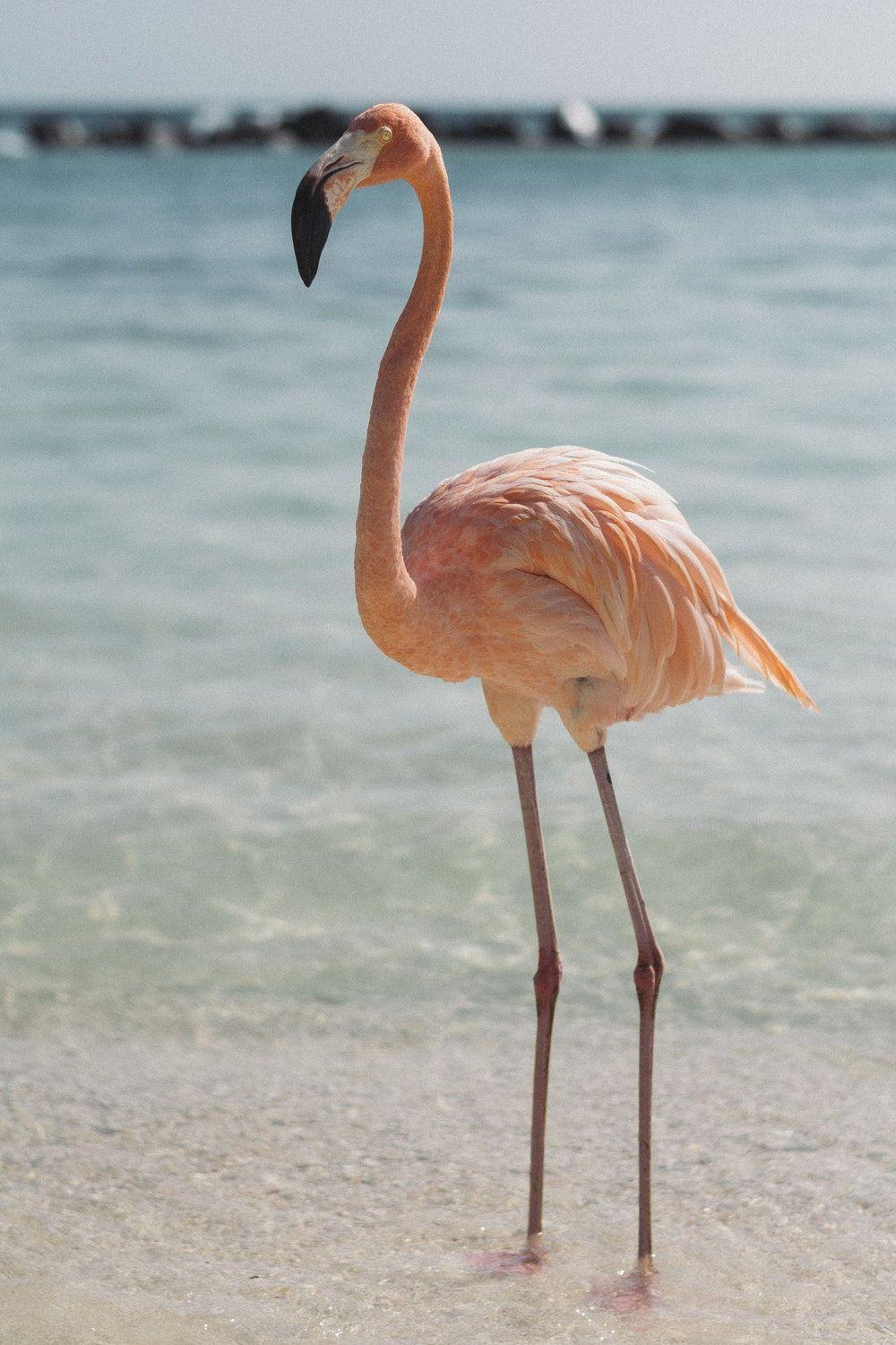 1000x1500 Flamingo Picture [HD]. Download Free Image