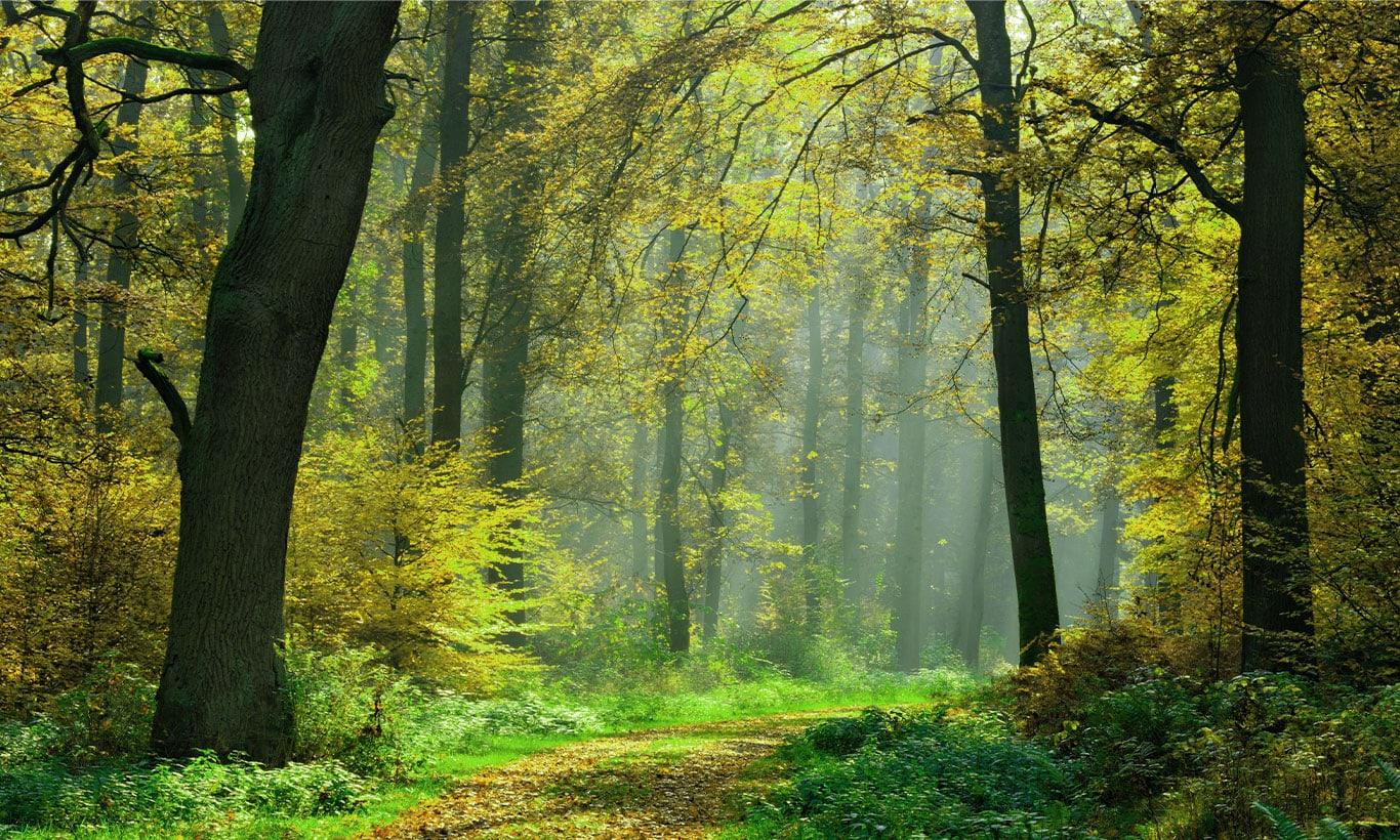 Relaxing Forest Wallpapers - Top Free Relaxing Forest Backgrounds ...