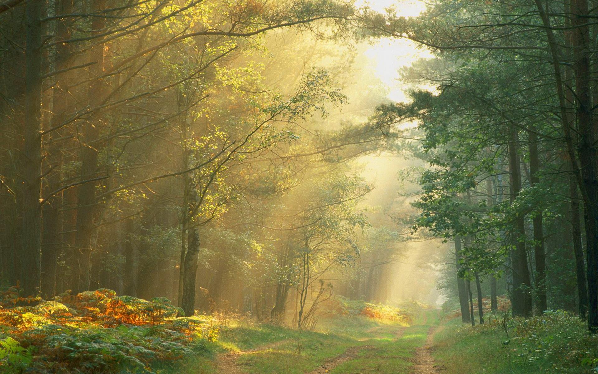 Relaxing Forest Wallpapers - Top Free Relaxing Forest Backgrounds ...