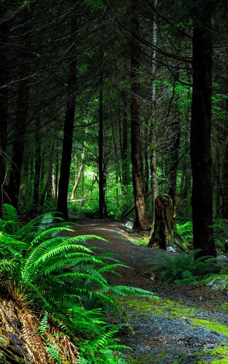 736x1177 Wallpaper path trees vancouver island canada forest. HD nature wallpaper, Best nature wallpaper, Nature wallpaper