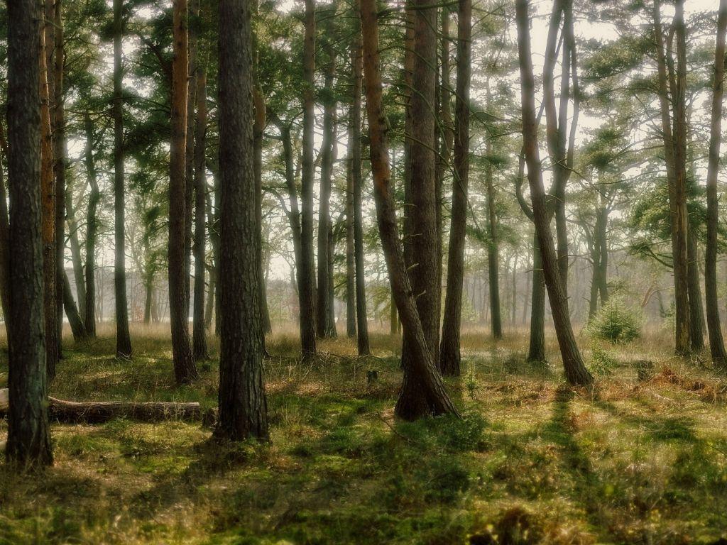 1024x768 Relaxing Forest wallpaper in 1024x768 resolution