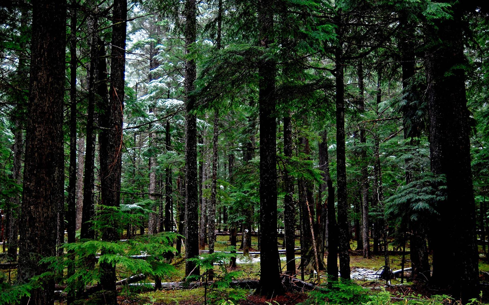 1920x1200 Forest Desktop Background Free Download