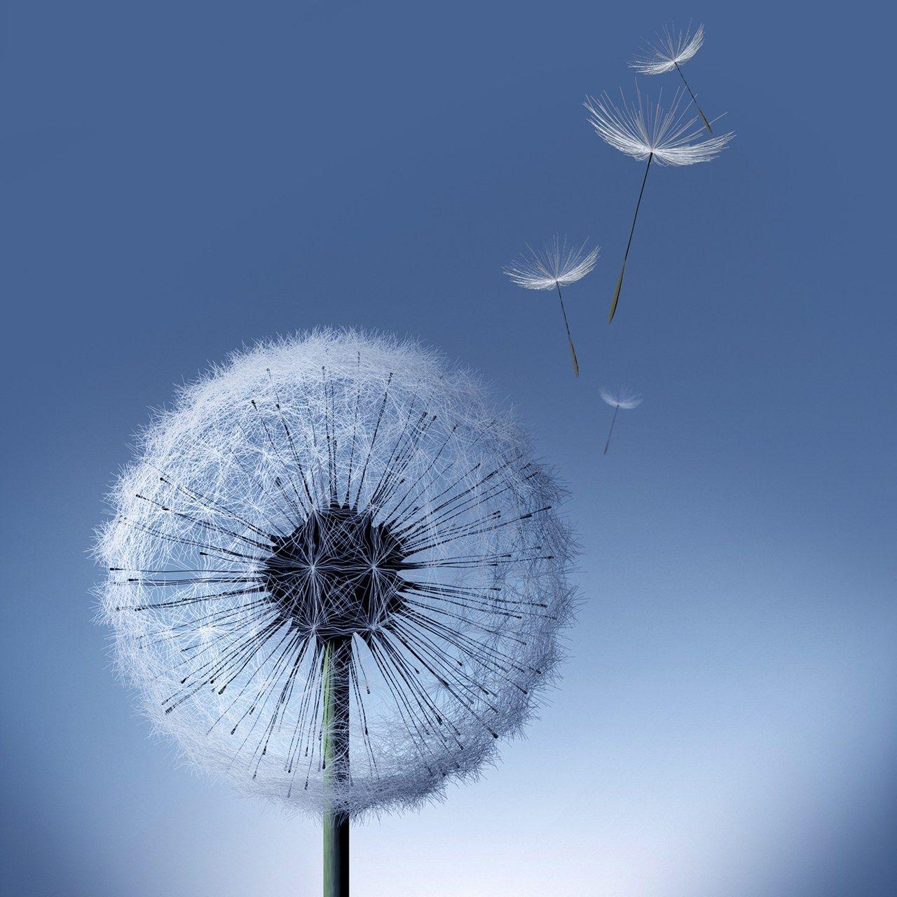 1280x1280 Samsung Galaxy Note 2 Wallpaper