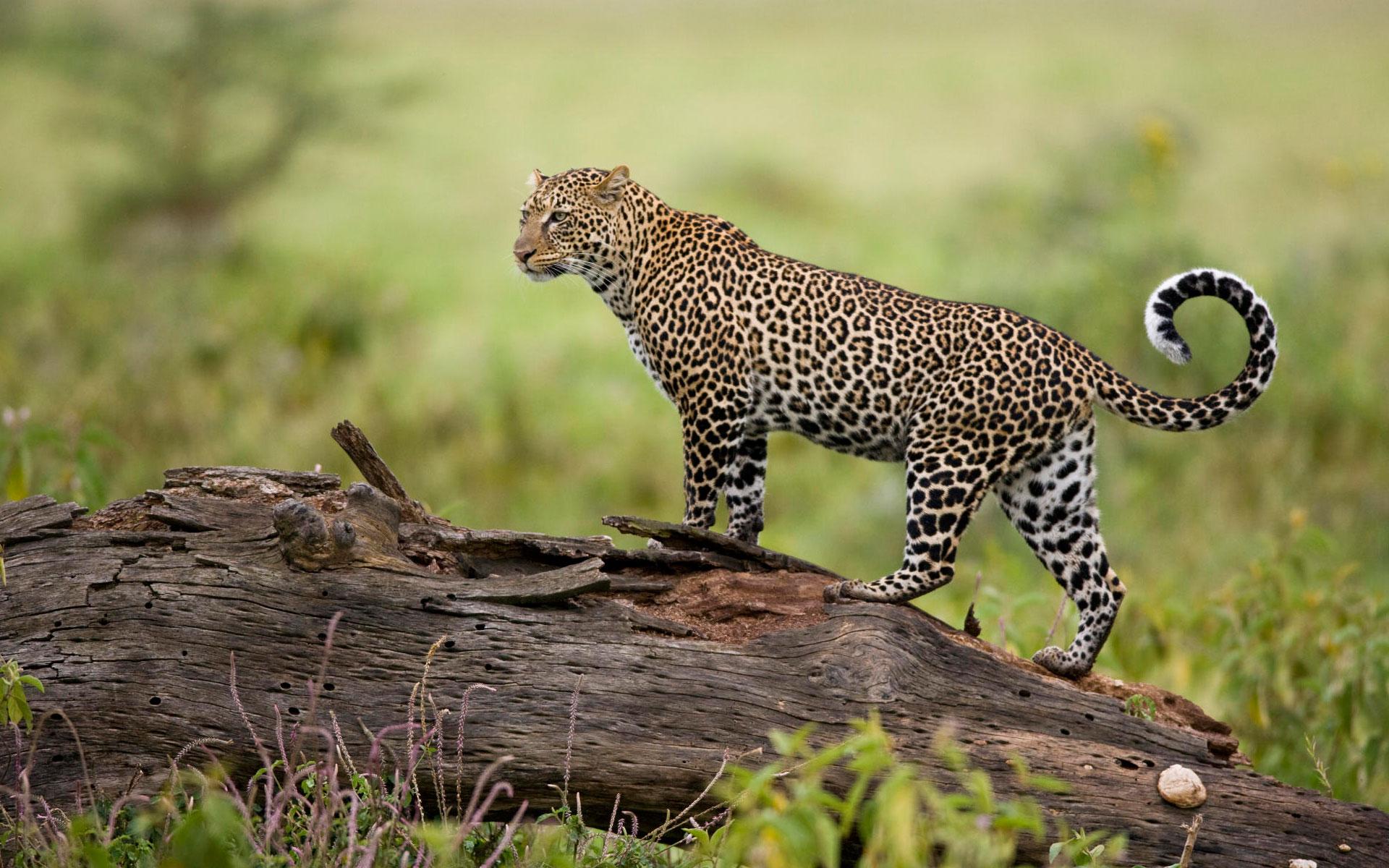 1920x1200 Wallpaper 4k Leopard Kenya Wallpaper