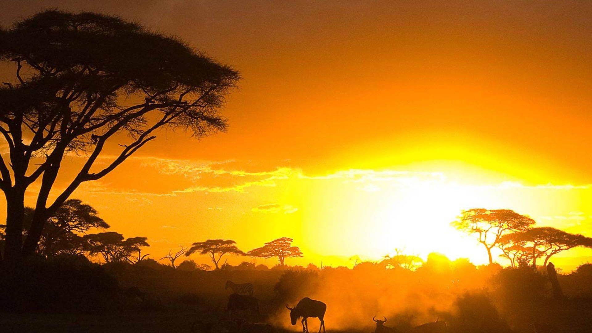 1920x1080 Download Nature And Wildlife In Kenya Wallpaper