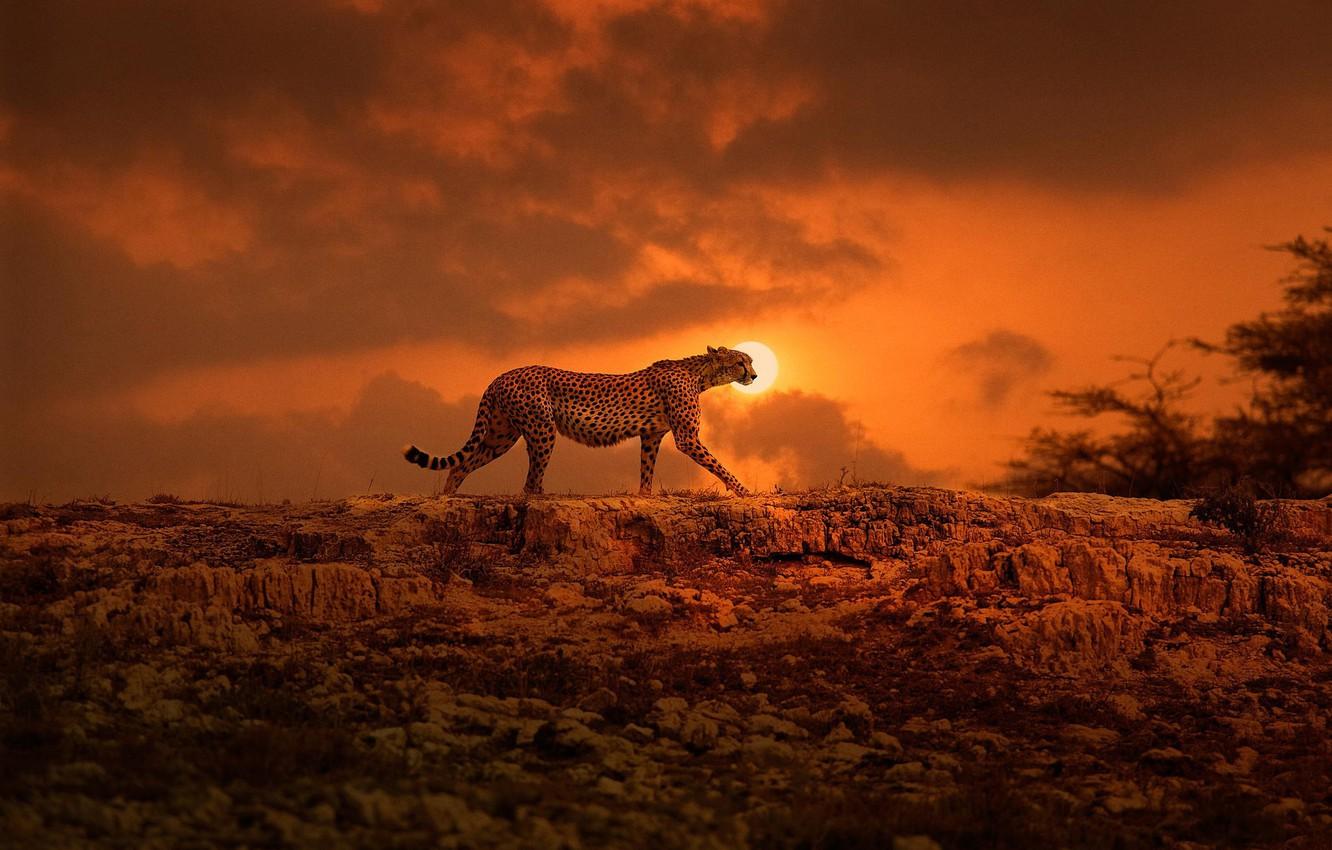 1332x850 Wallpaper the sun, Cheetah, Africa, walk, big cat, Kenya image for desktop, section кошки
