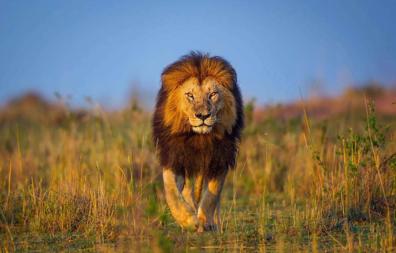 1332x850 Wallpaper Leo, Africa, walk, Kenya image for desktop, section кошки