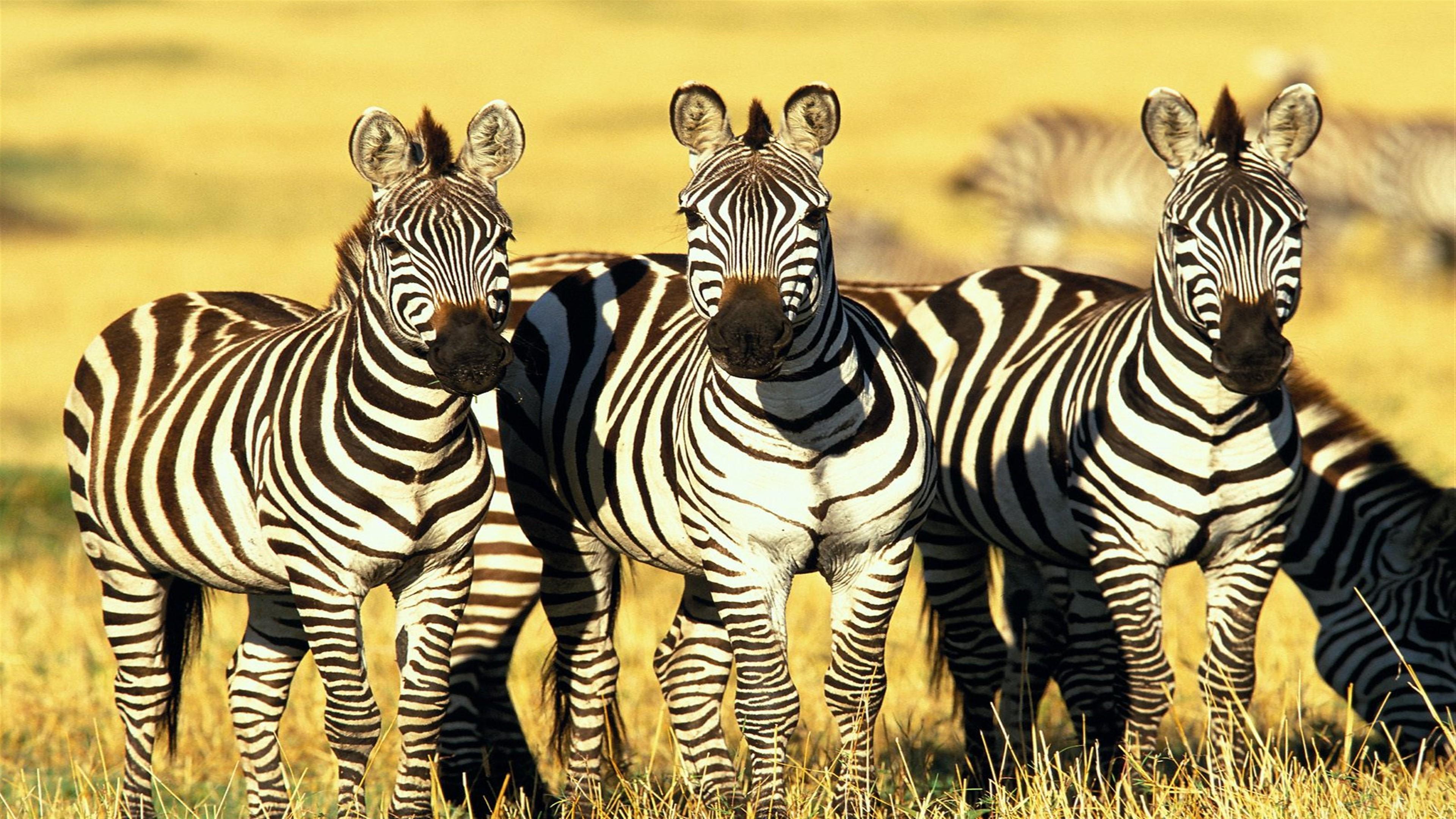 Masai Mara Wallpapers Top Free Masai Mara Backgrounds WallpaperAccess