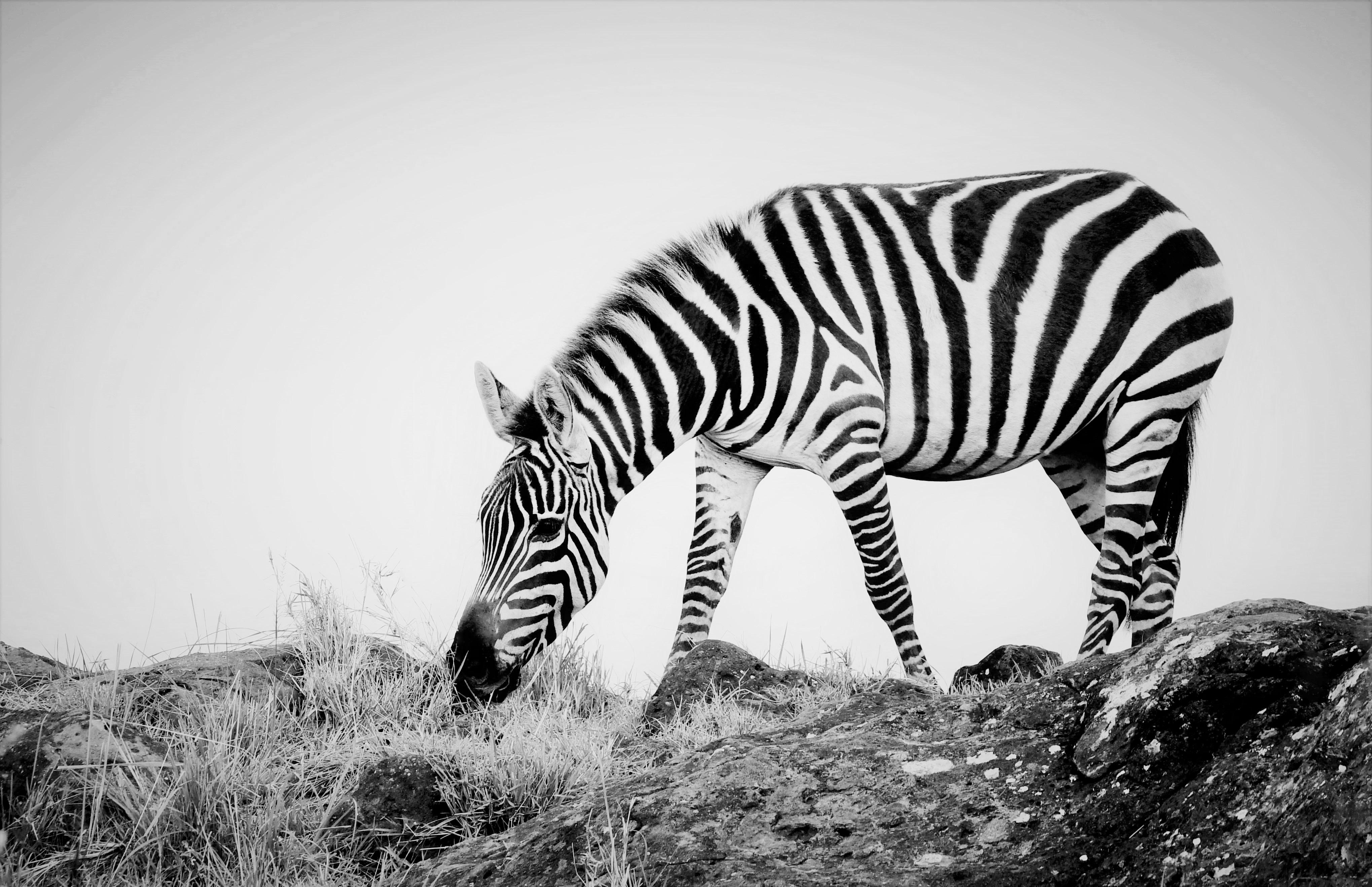 4078x2636 HD desktop wallpaper: Zebra, Animal, Africa, Black & White, Maasai Mara National Reserve, Kenya download free picture