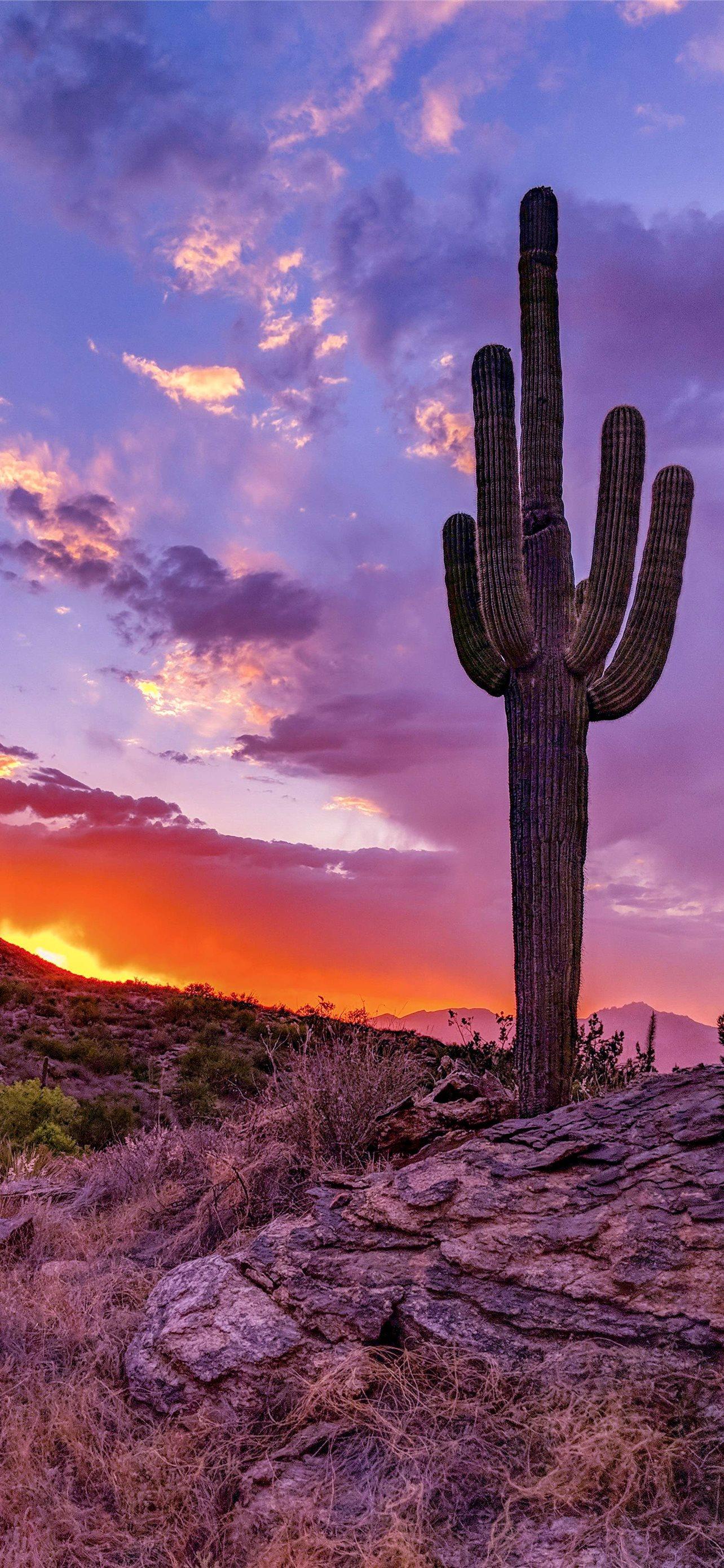 1284x2778 Best Phoenix arizona iPhone HD Wallpaper