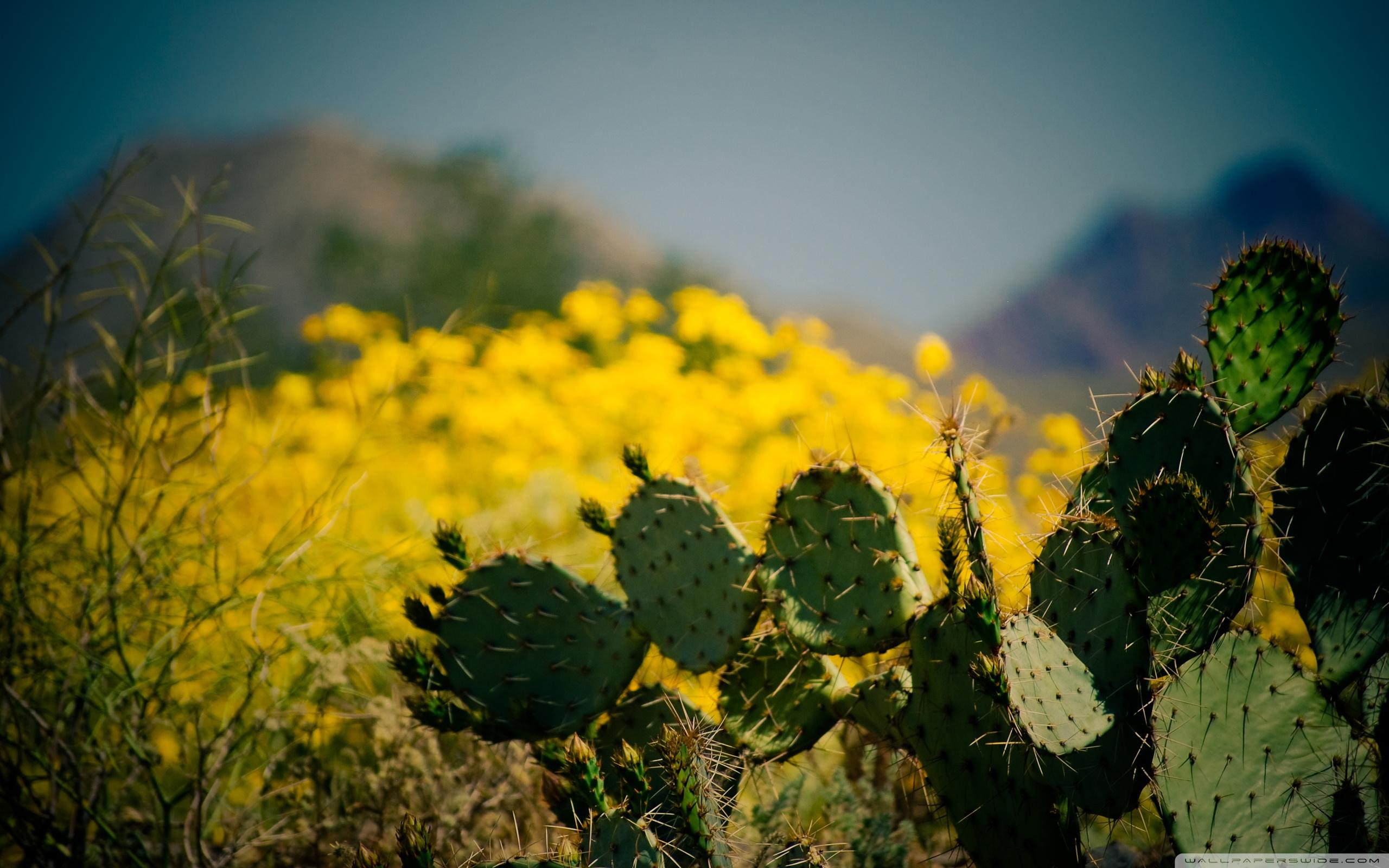 кактус чойя. кактус сагуаро. нужен ли кактусам солнечный свет. солнечный ожог на кактусе. солнечный кактус.