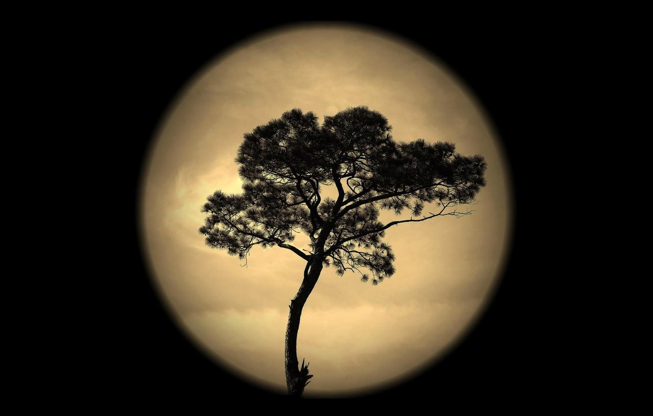 1332x850 Wallpaper the sky, night, tree, the moon, silhouette image for desktop, section природа