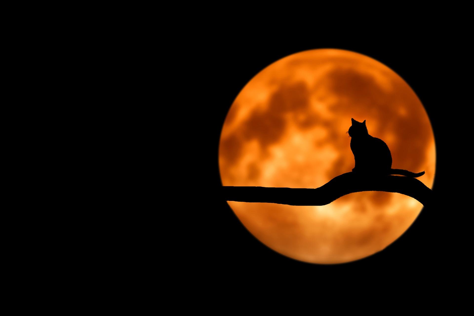 1920x1282 Photography of Cat at Full Moon · Free