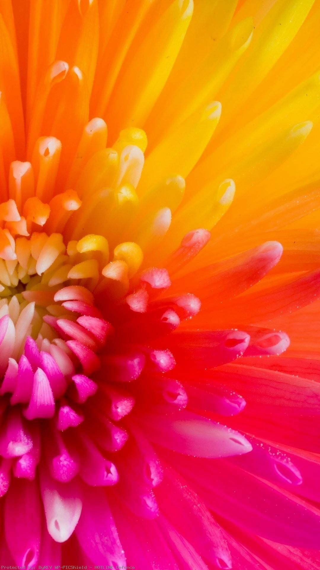 1080x1920 Colorful Tropical Flowers IPhone Plus Flowers IPhone Plus