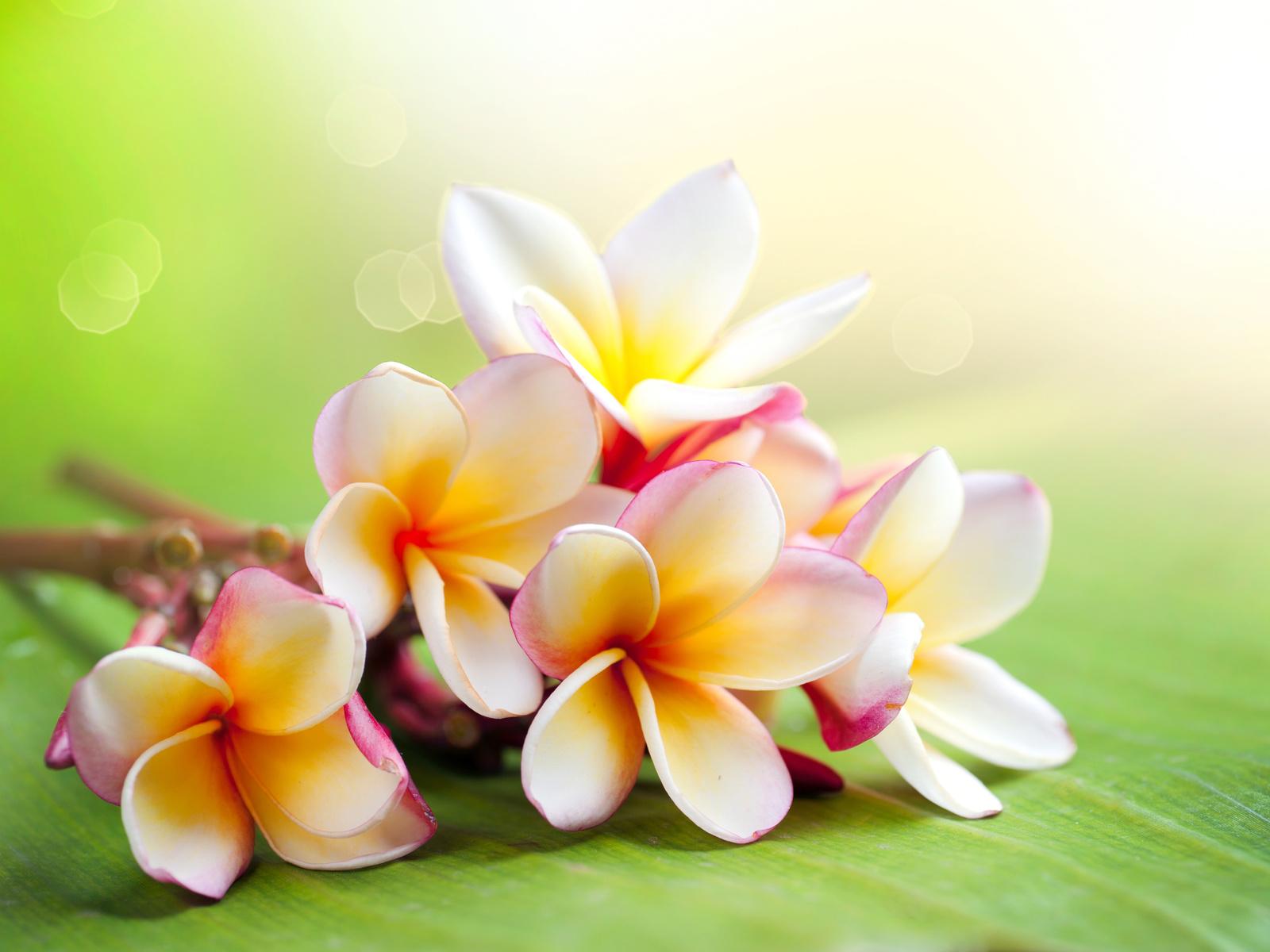1600x1200 Hawaiian Flowers Wallpaper